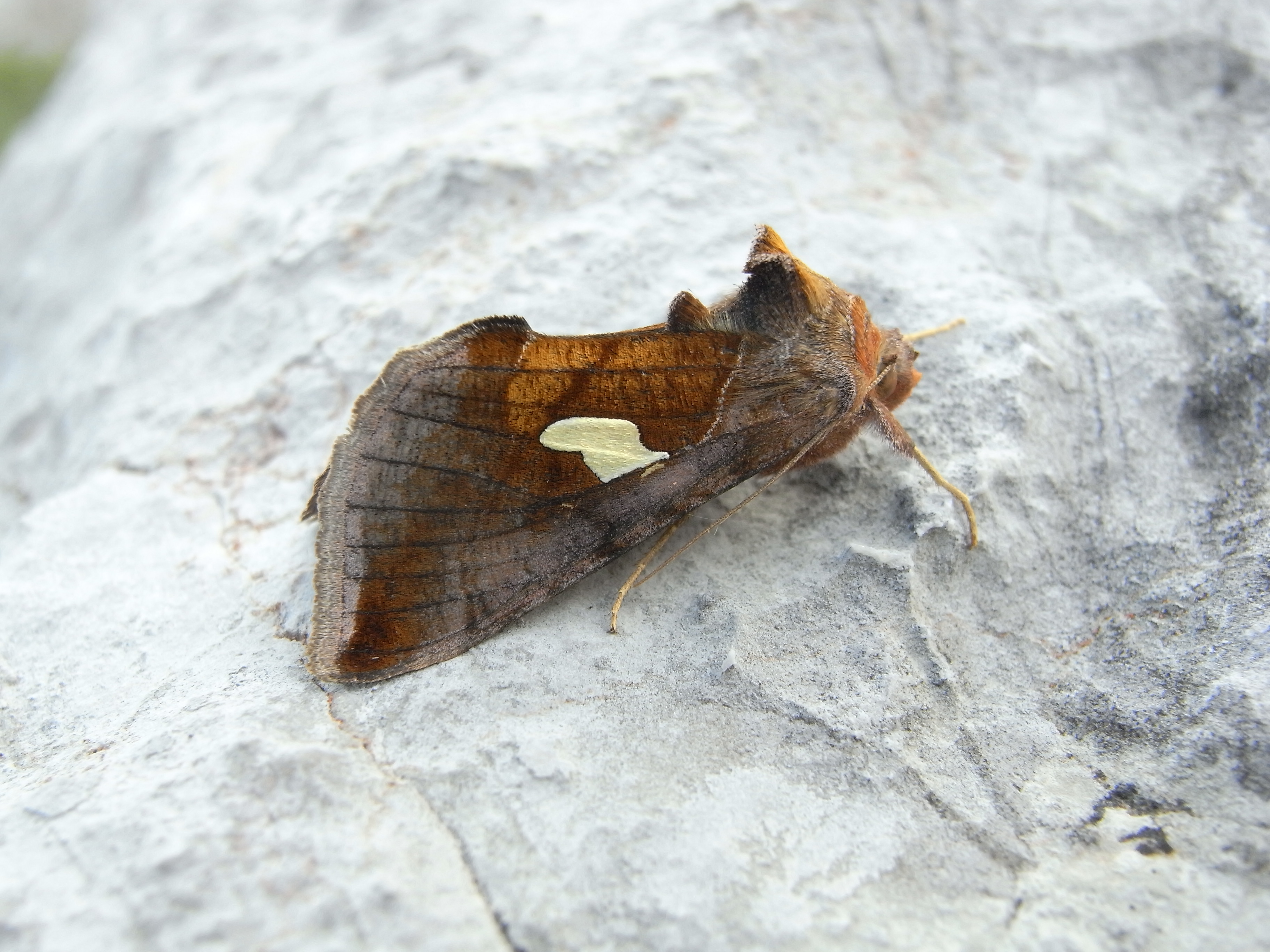 01092013213110 1817 art 1353 rimg0052