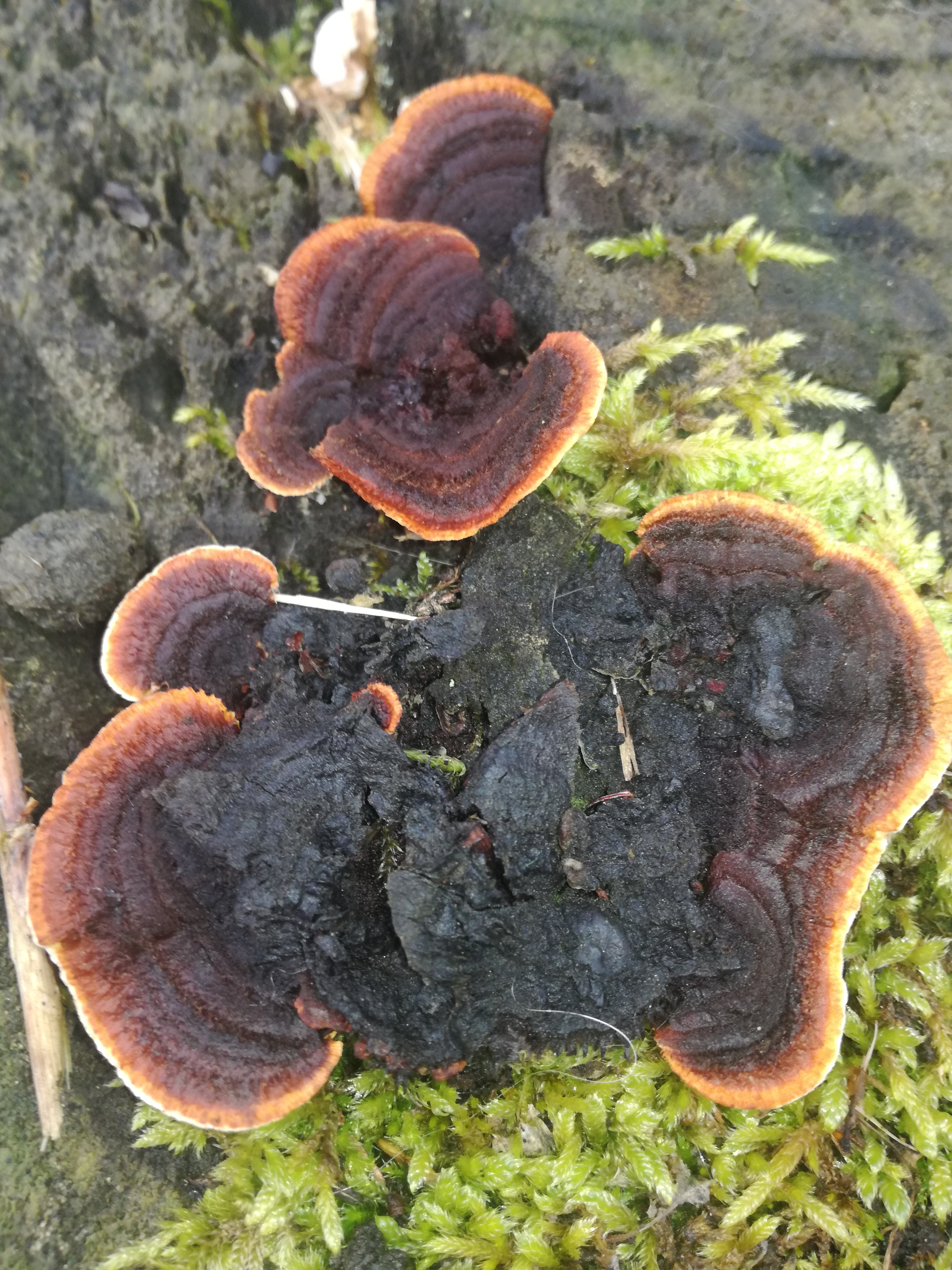 01112017122256 3203 art 1915 img 20171023 133353