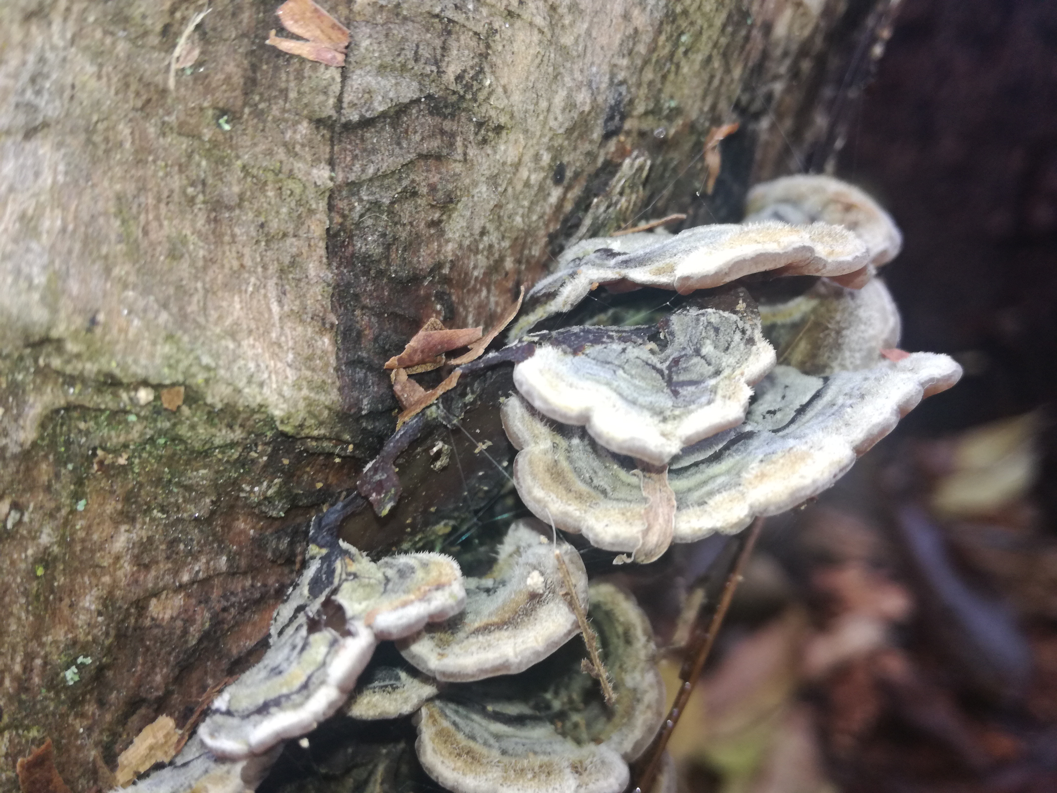 01112017125653 3207 art 1917 img 20171023 133807