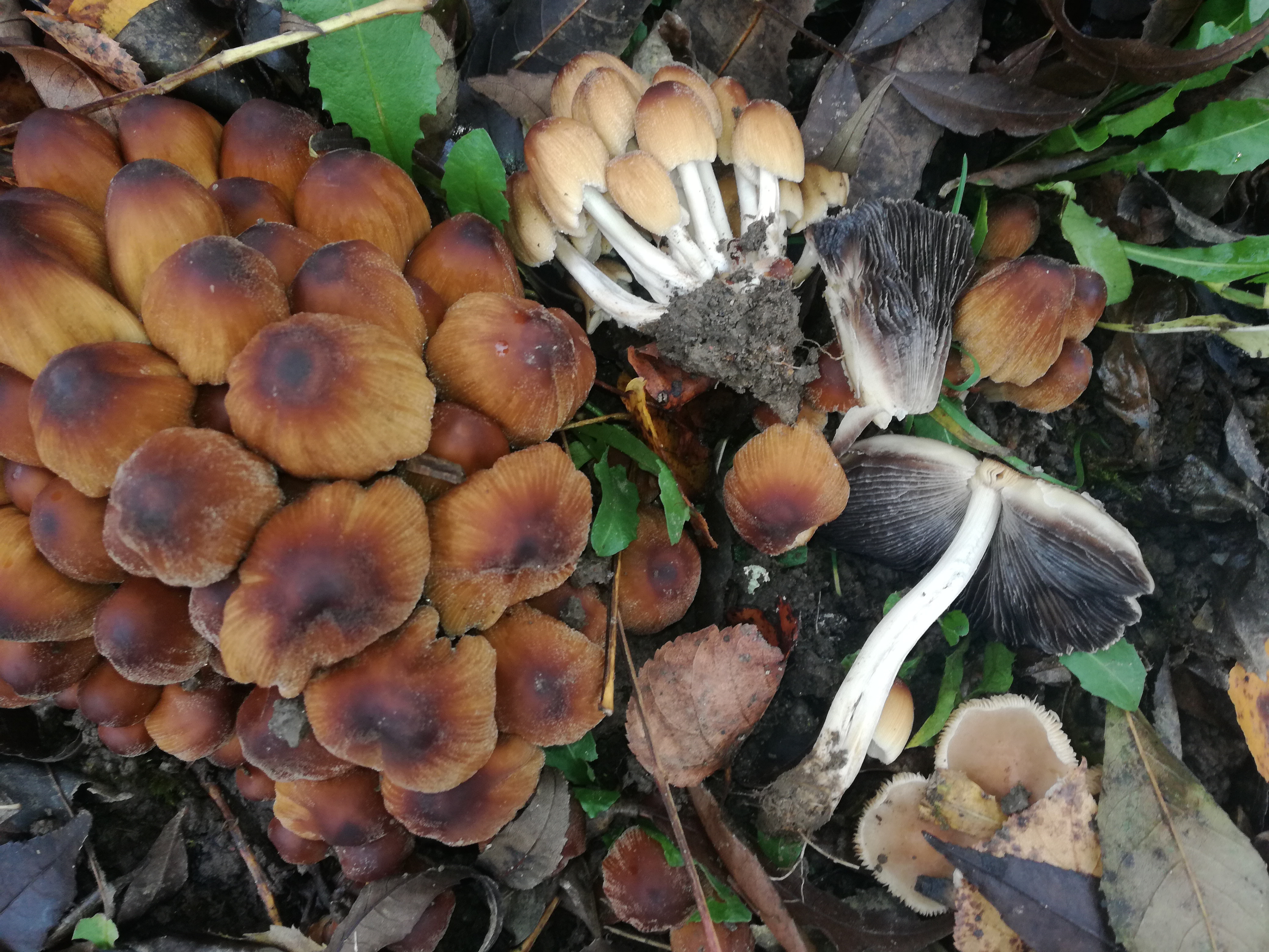 01112017132102 3208 art 1918 img 20171023 134332