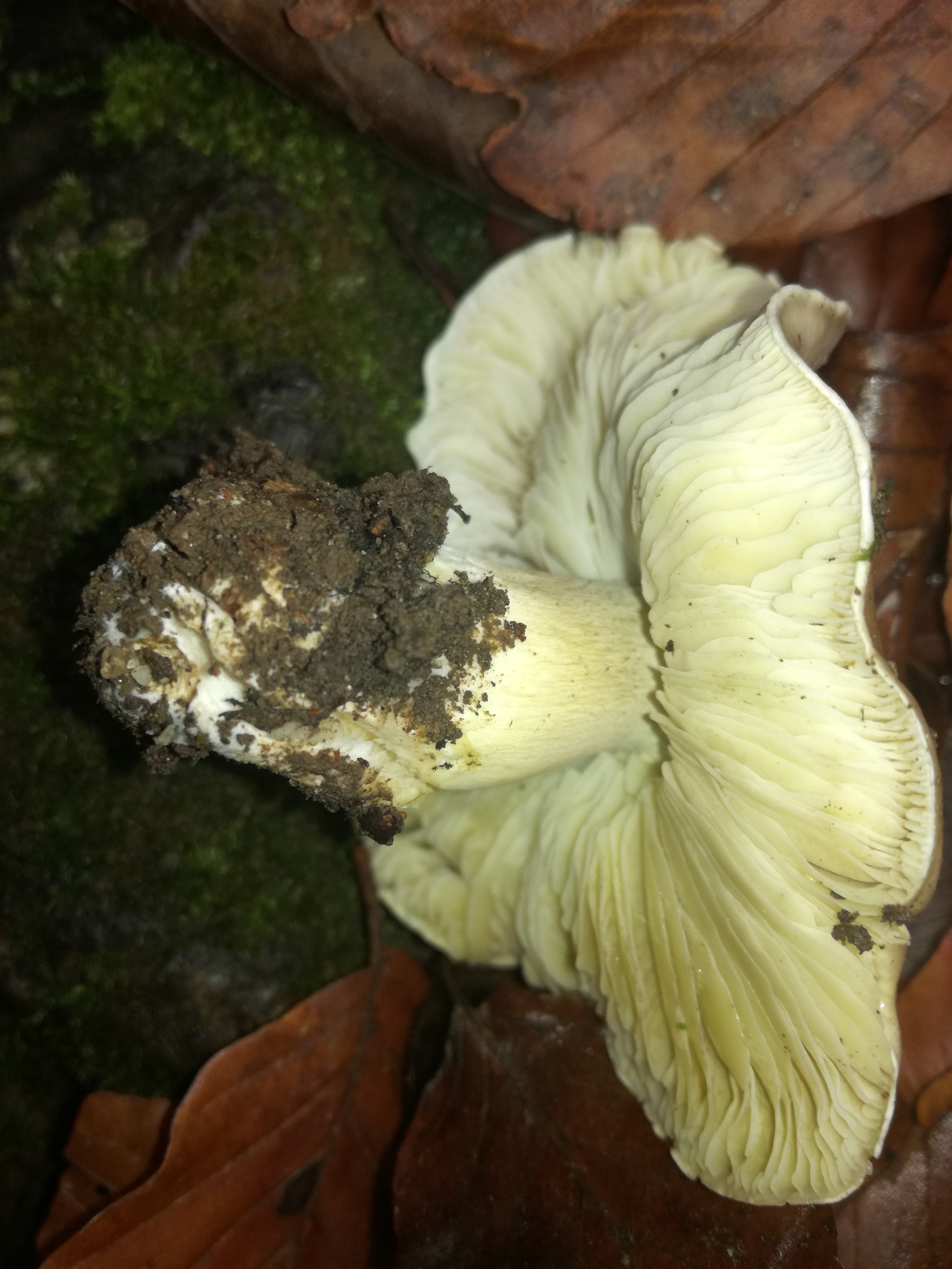 01112017133528 3209 art 1919 img 20171023 141006