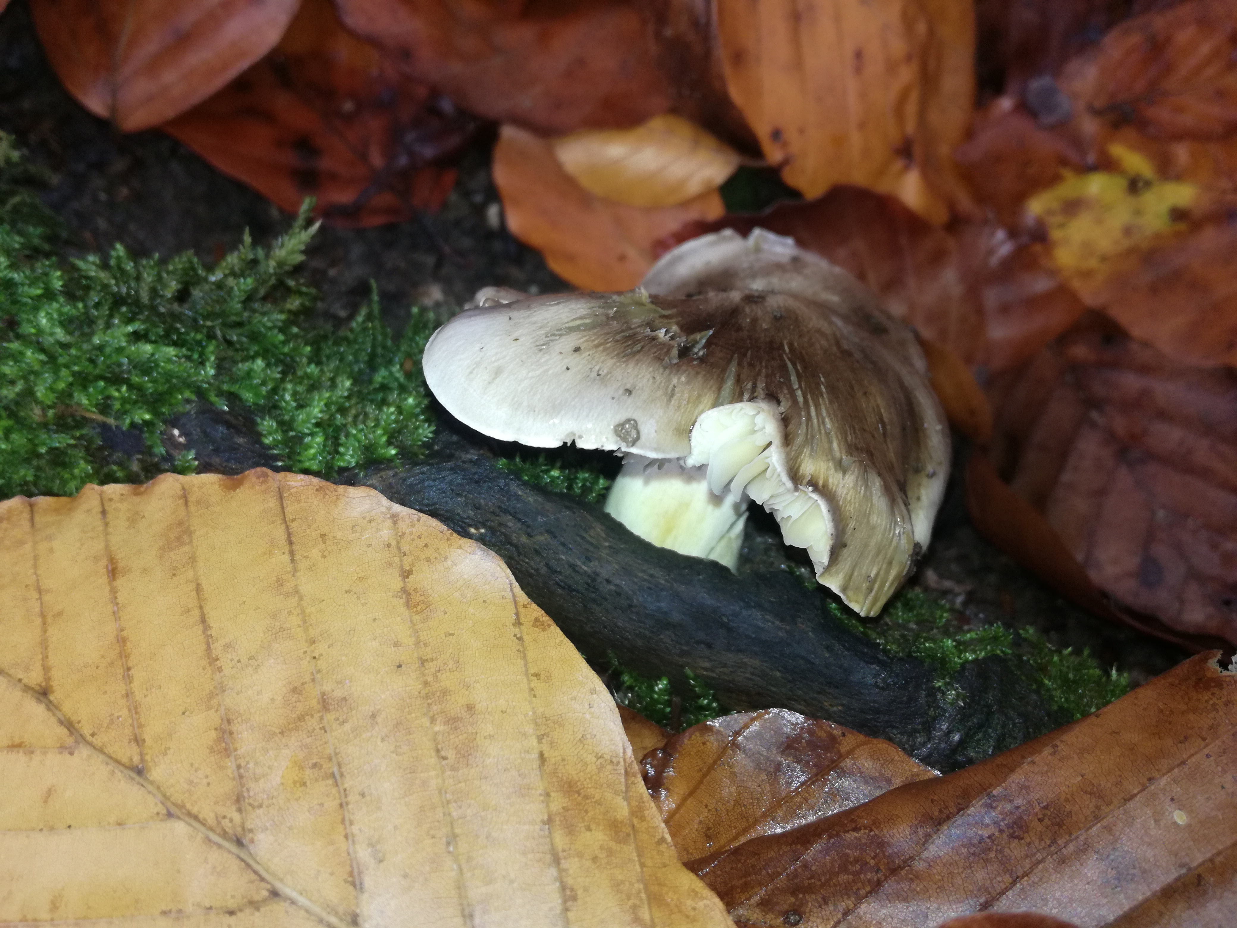 01112017133714 3210 art 1919 img 20171023 140925