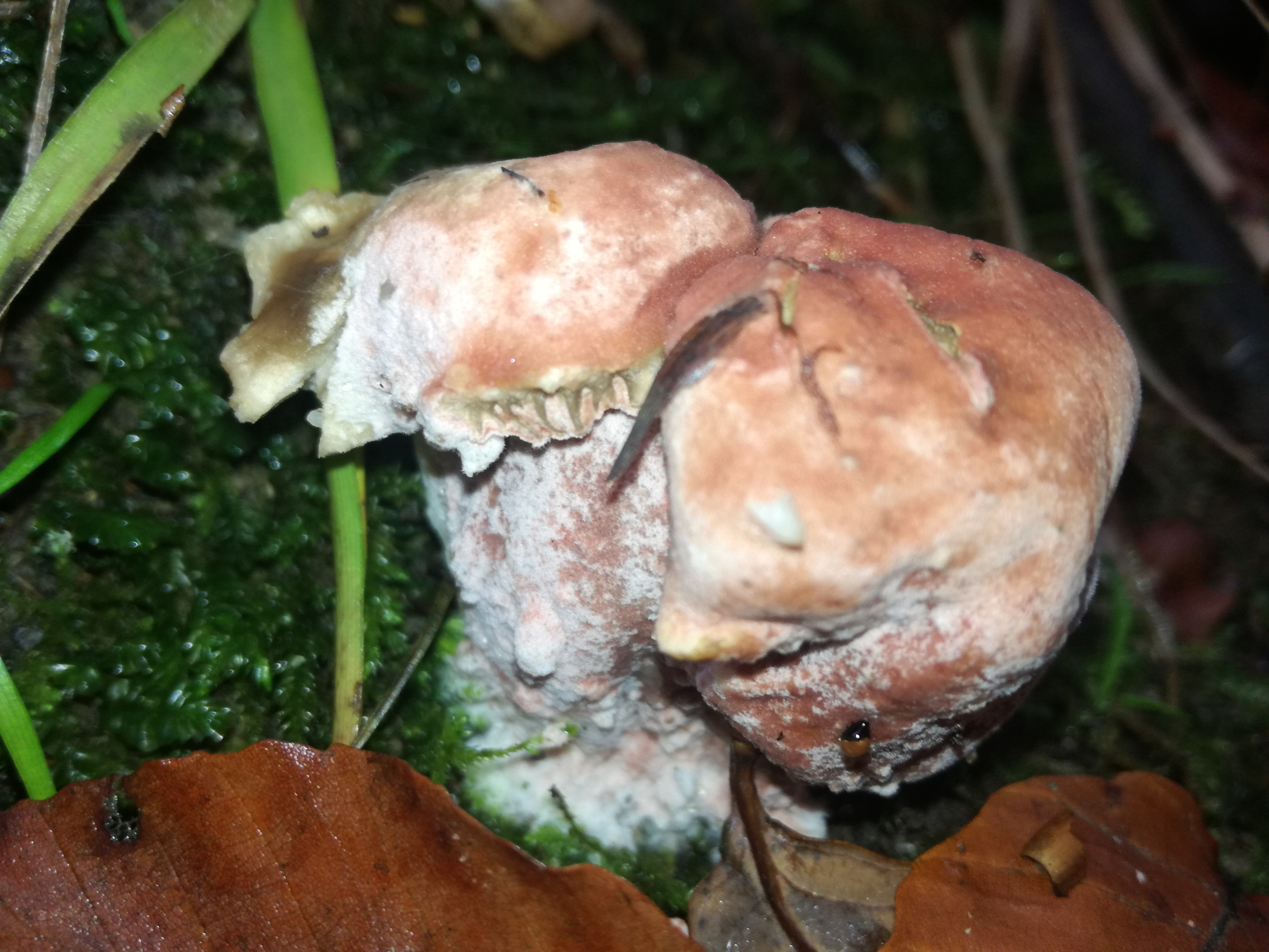 01112017134829 3211 art 1920 img 20171023 141211h peckii