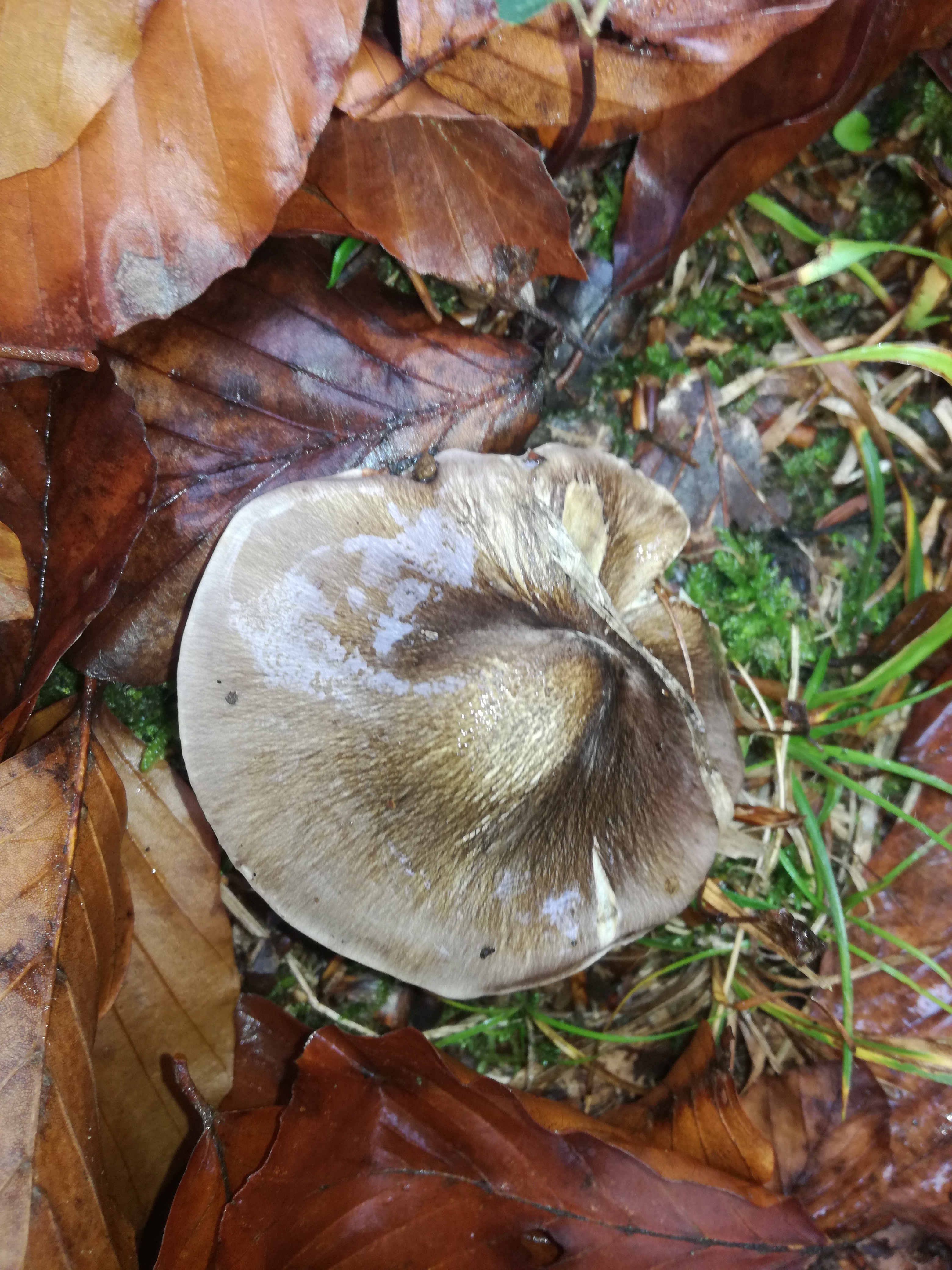 01112017135115 3212 art 1919 img 20171023 141928