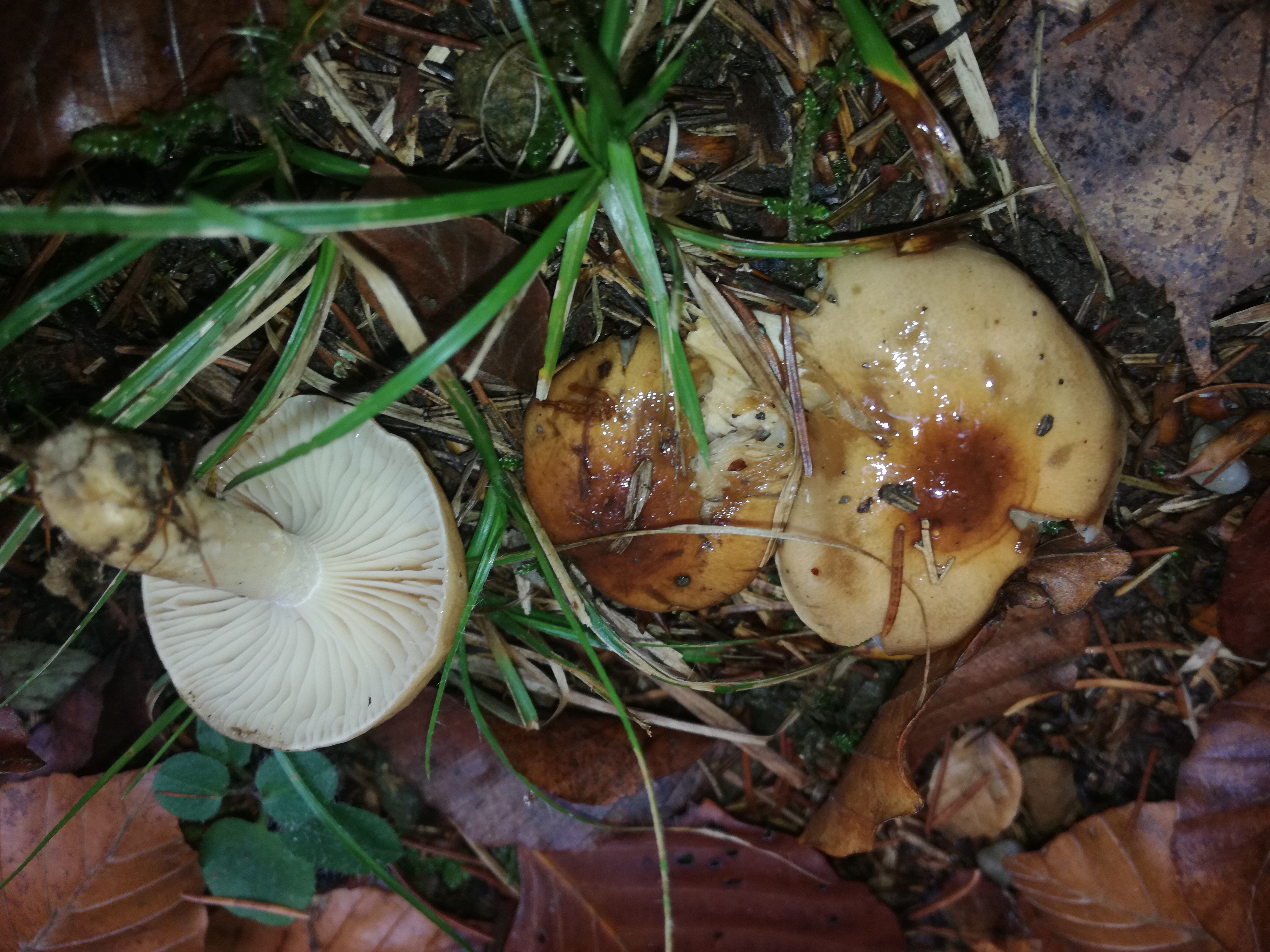 01112017140148 3213 art 1921 img 20171023 141410h discoideus