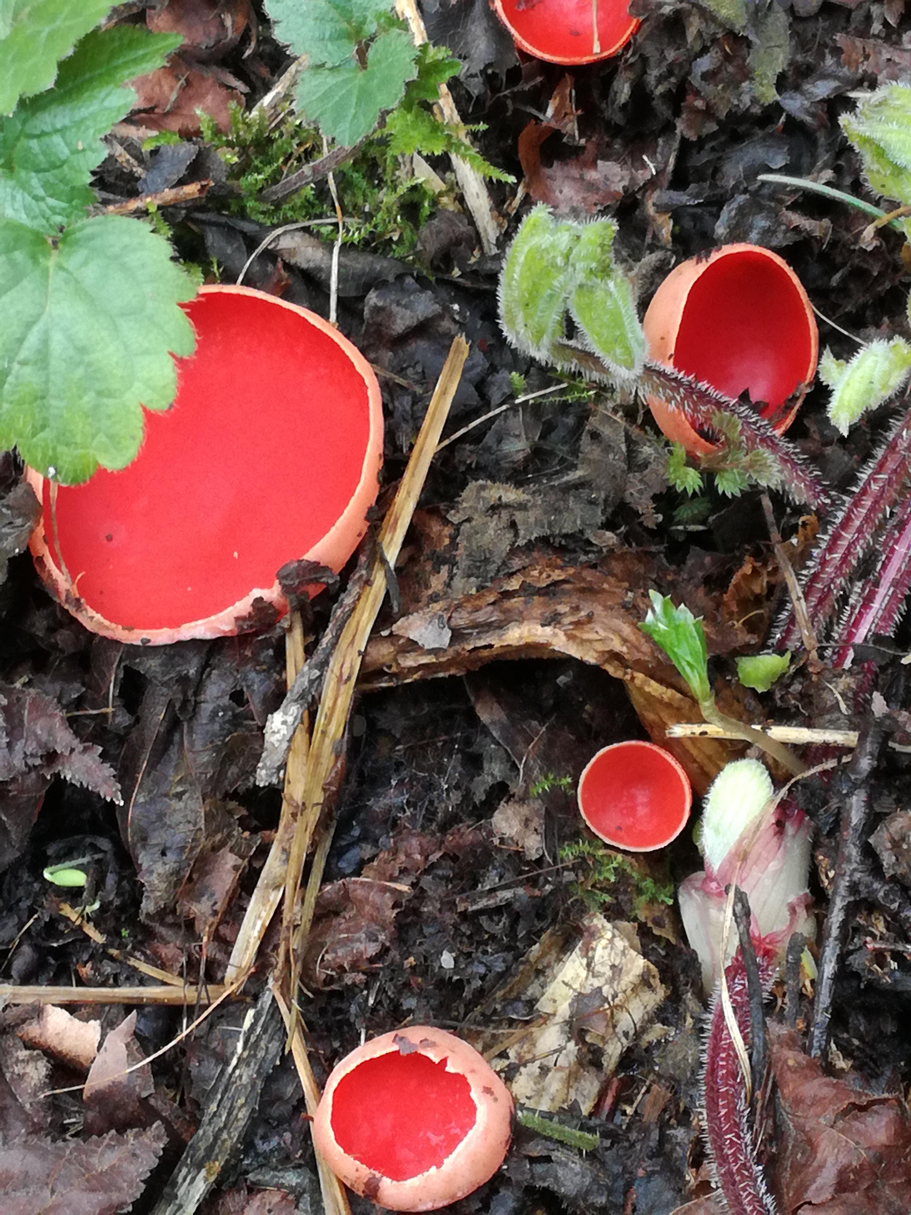 02042018102713 3490 art 2108 img 20180401 105315