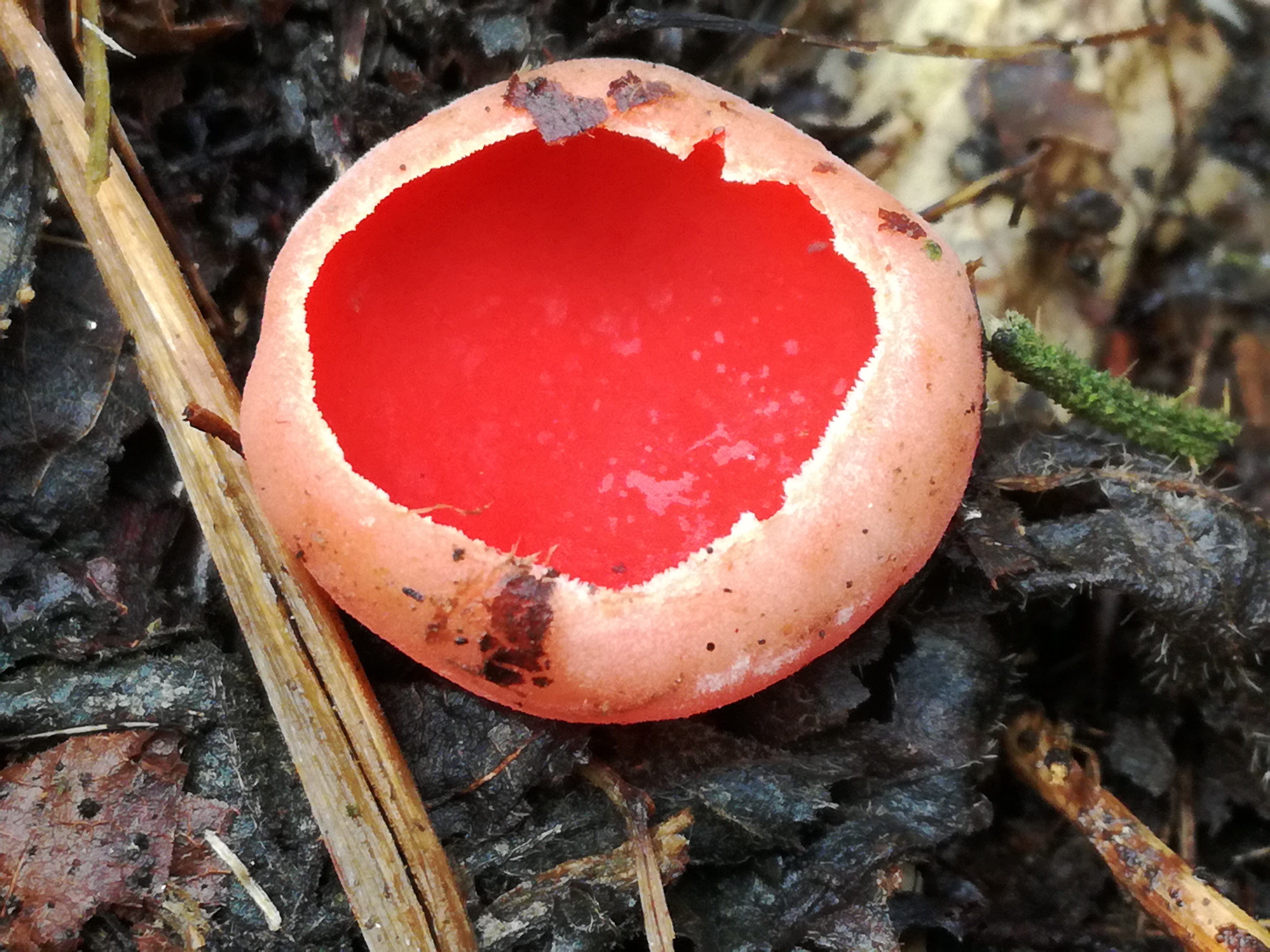 02042018102813 3491 art 2108 img 20180401 105323