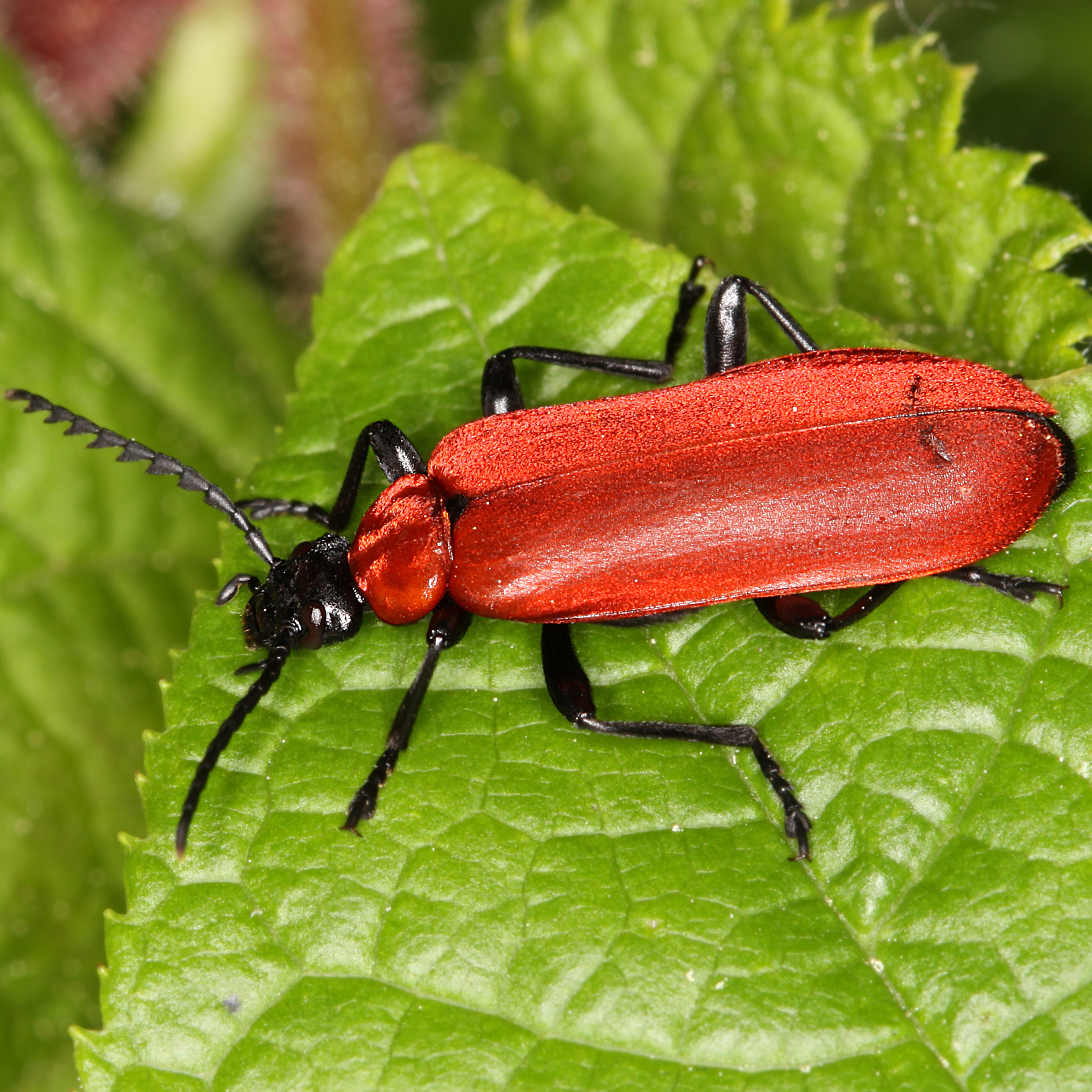 02052013162543 176 art 188 pyrochroa coccinea 1