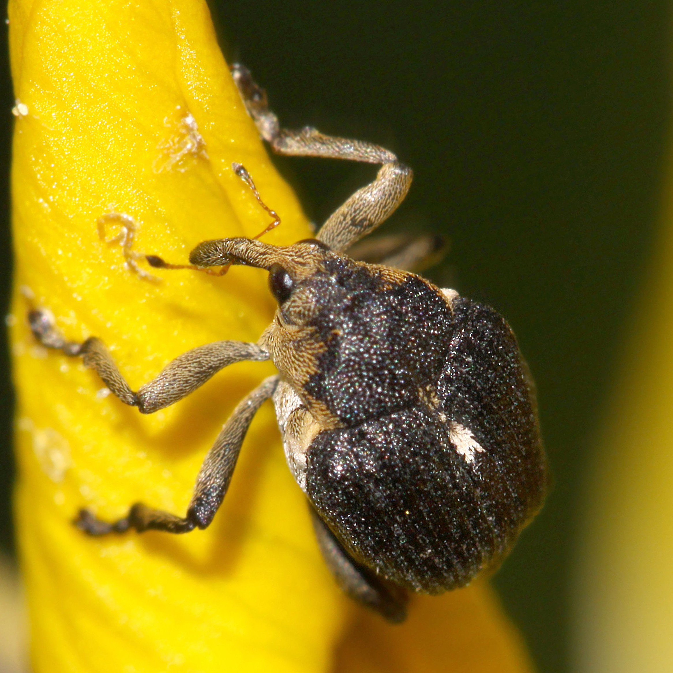 02052013164713 177 art 189 mononychus punctumalbum 3