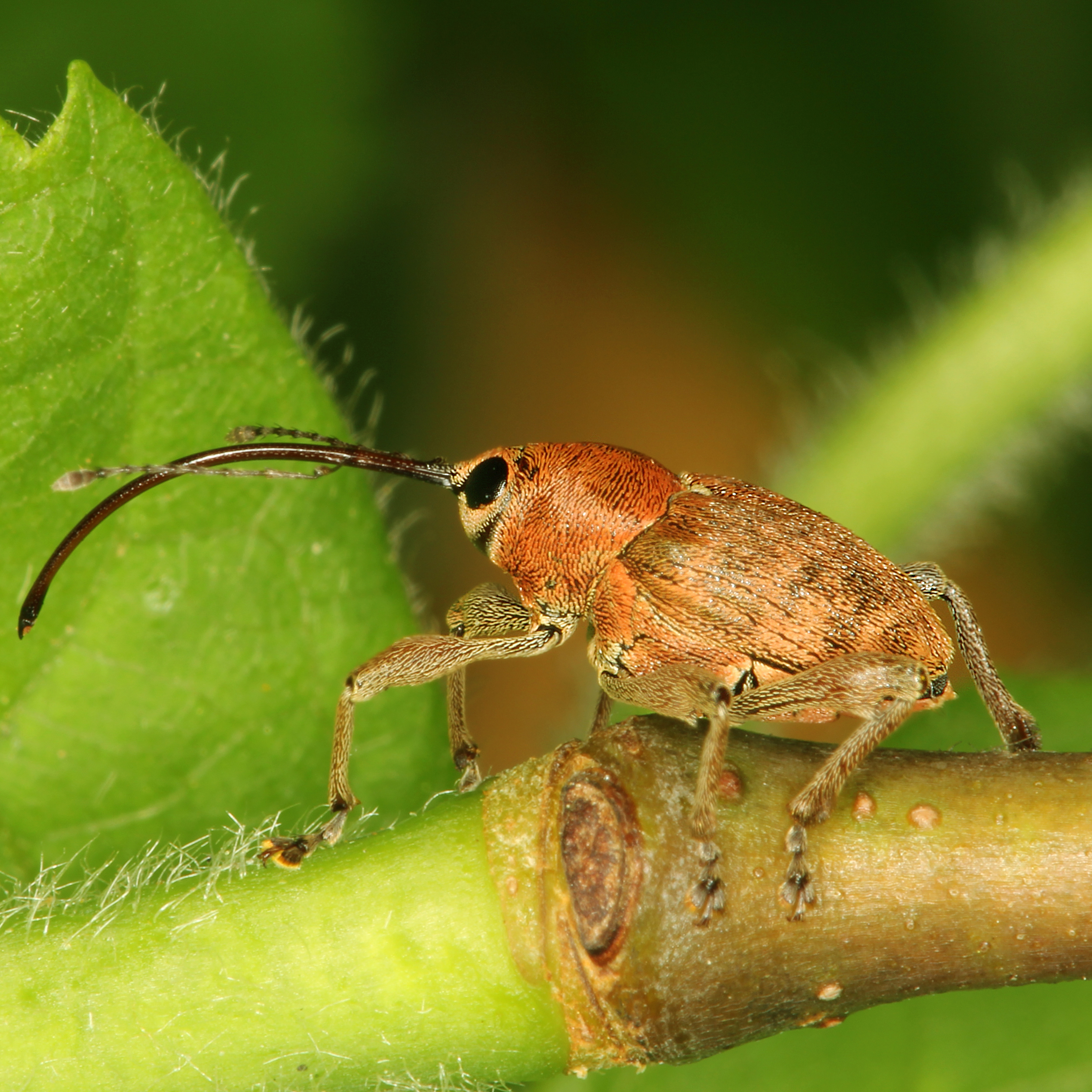 02052013173828 179 art 191 curculio glandium