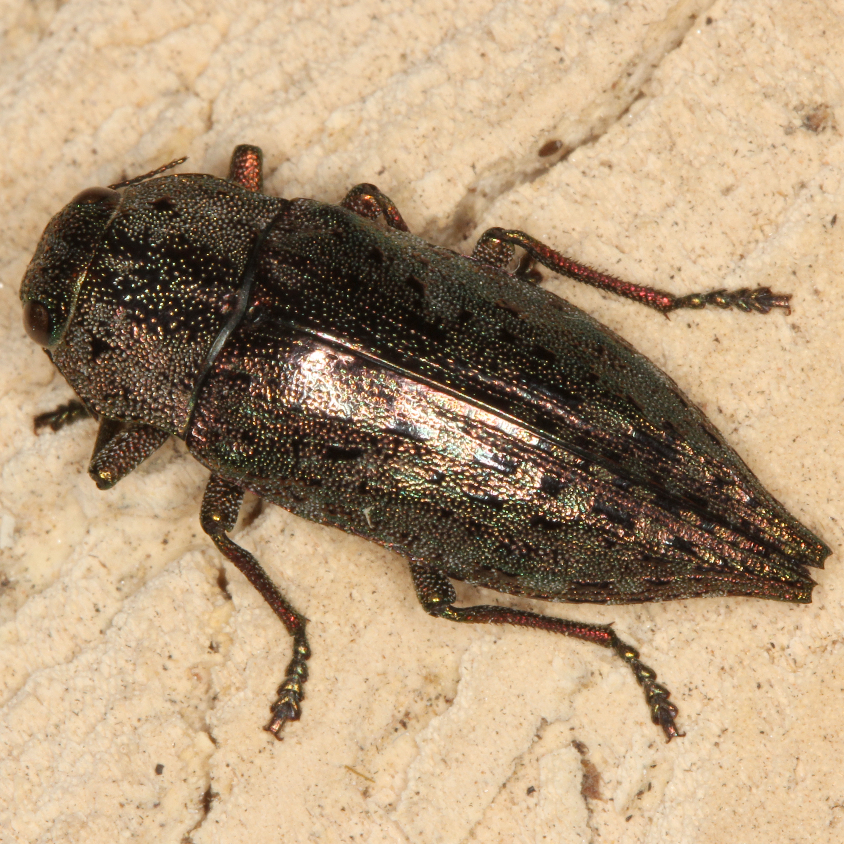 02052013180726 180 art 192 dicerca berolinensis 7