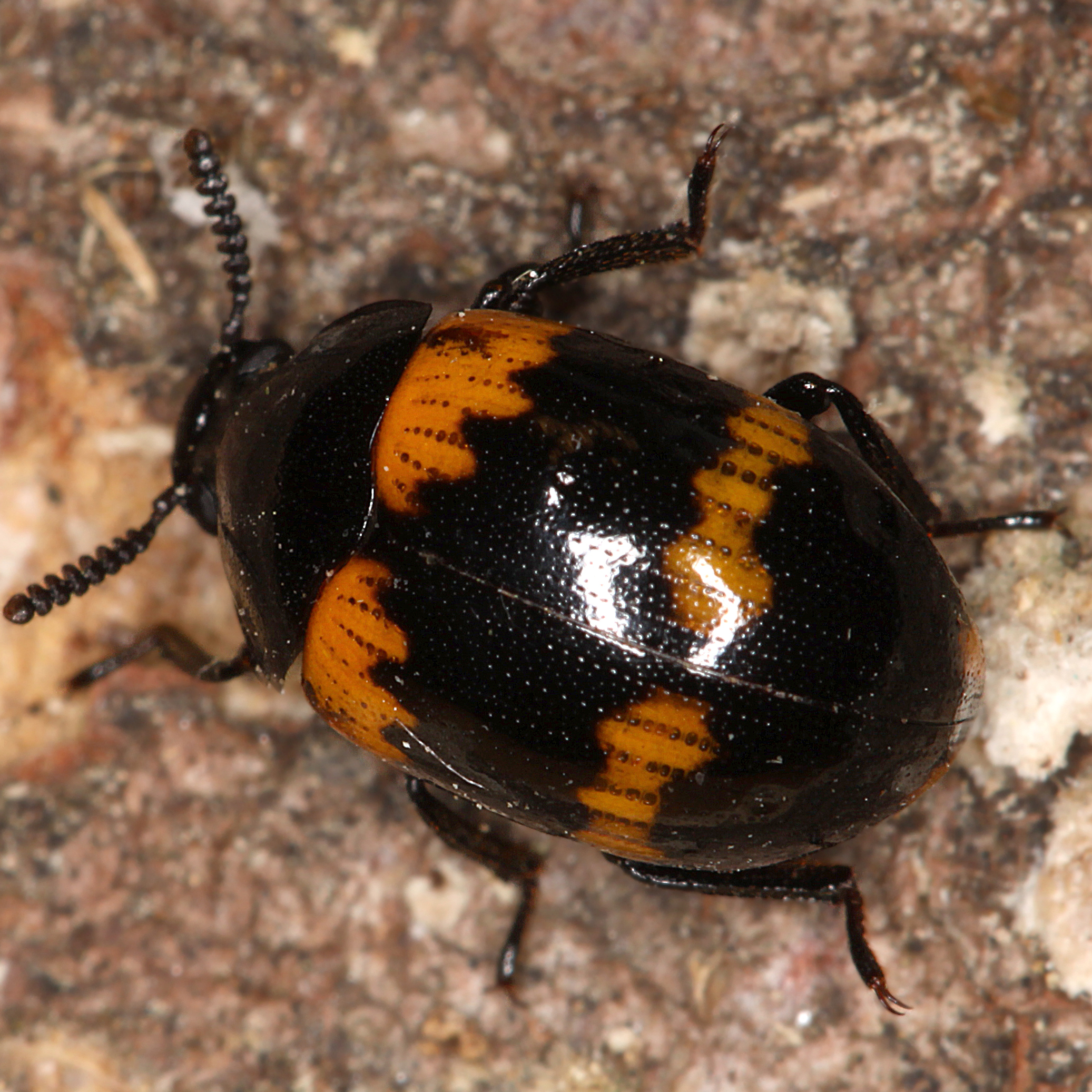 02052013183243 181 art 193 diaperis boleti 1 1