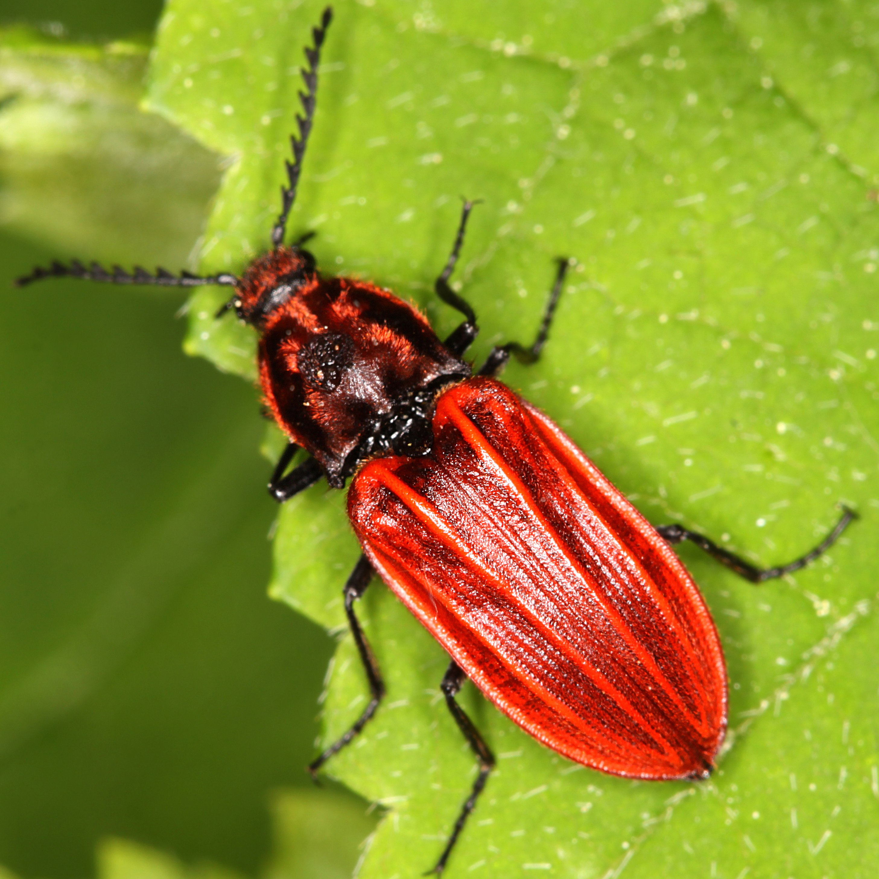 02052013194237 182 art 194 anostirus purpureus 1 1