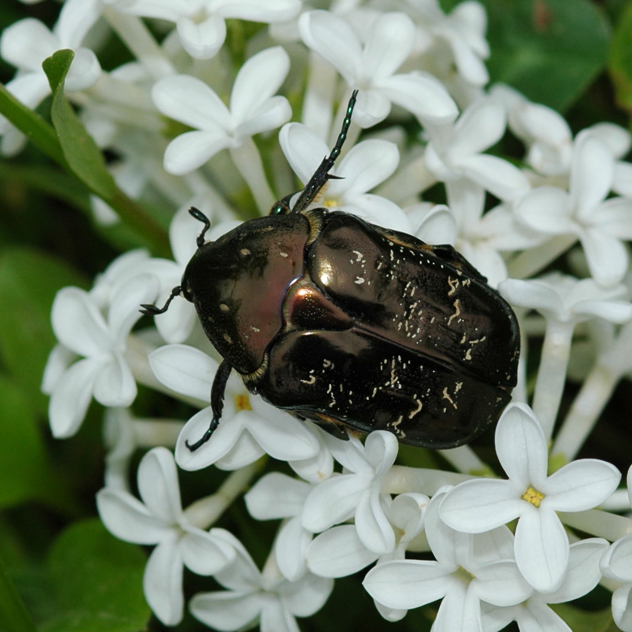 02052013201907 183 art 195 dsc 0031 6 1