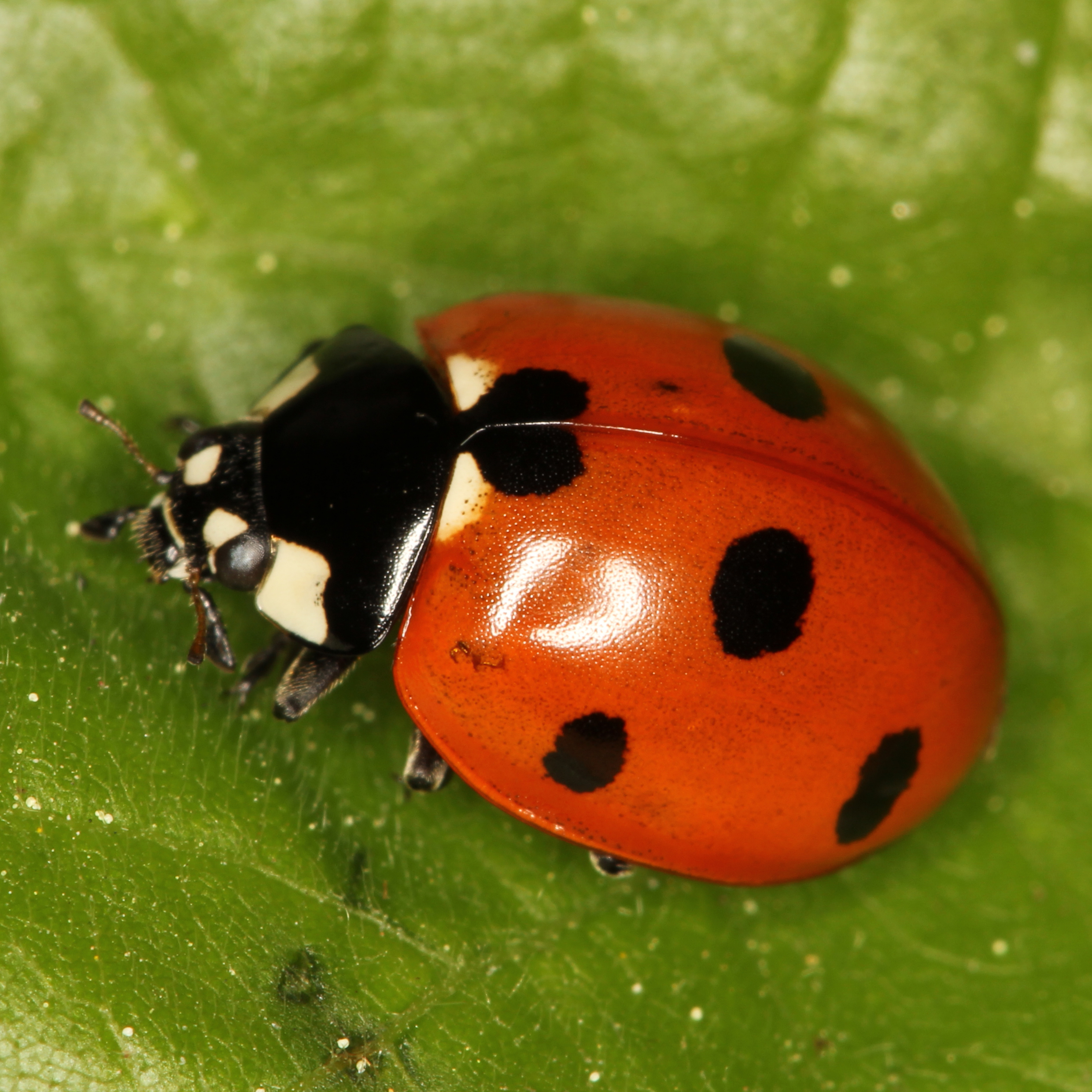 02052013204326 184 art 196 coccinella septempunctata 1