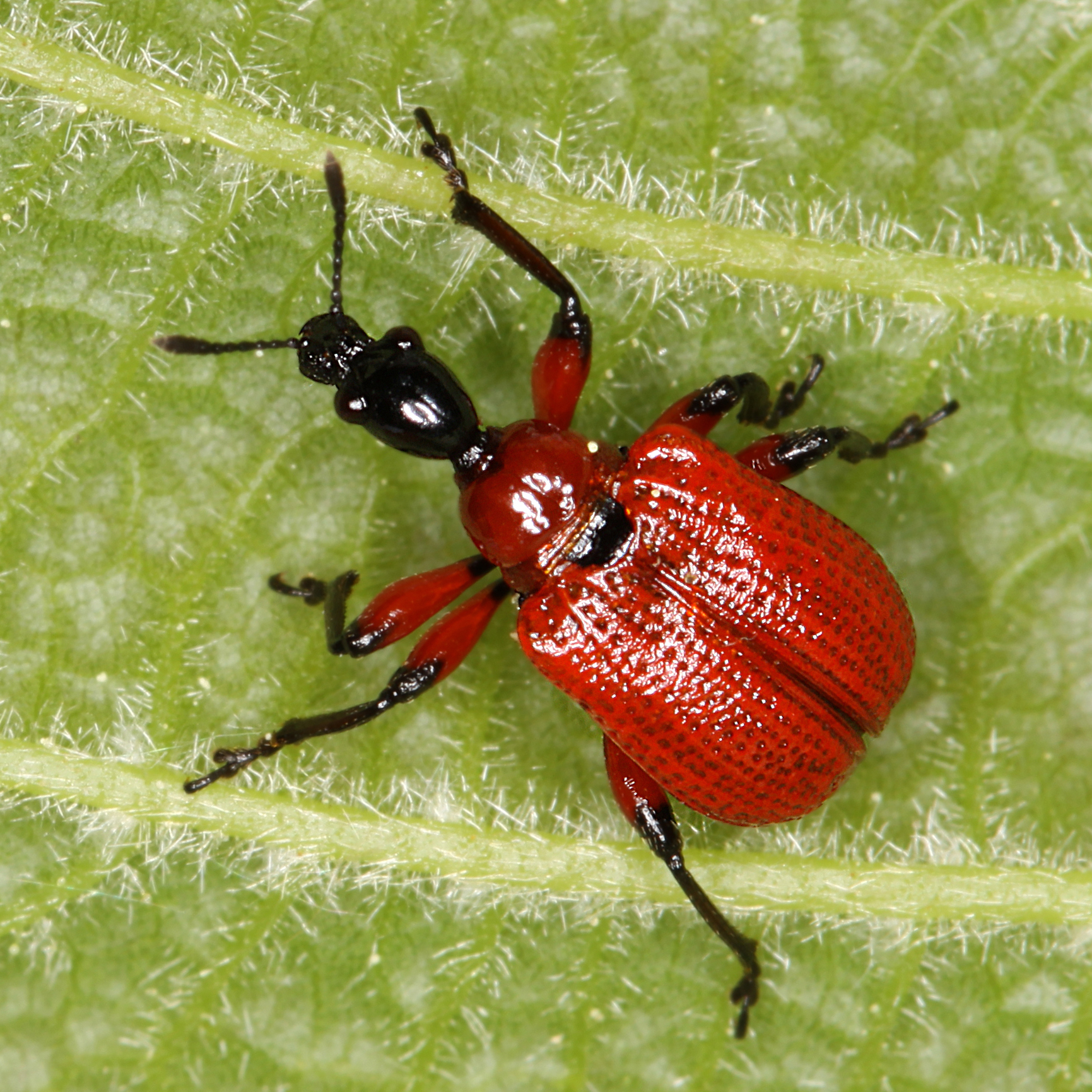 02052013211006 185 art 197 apoderus coryli