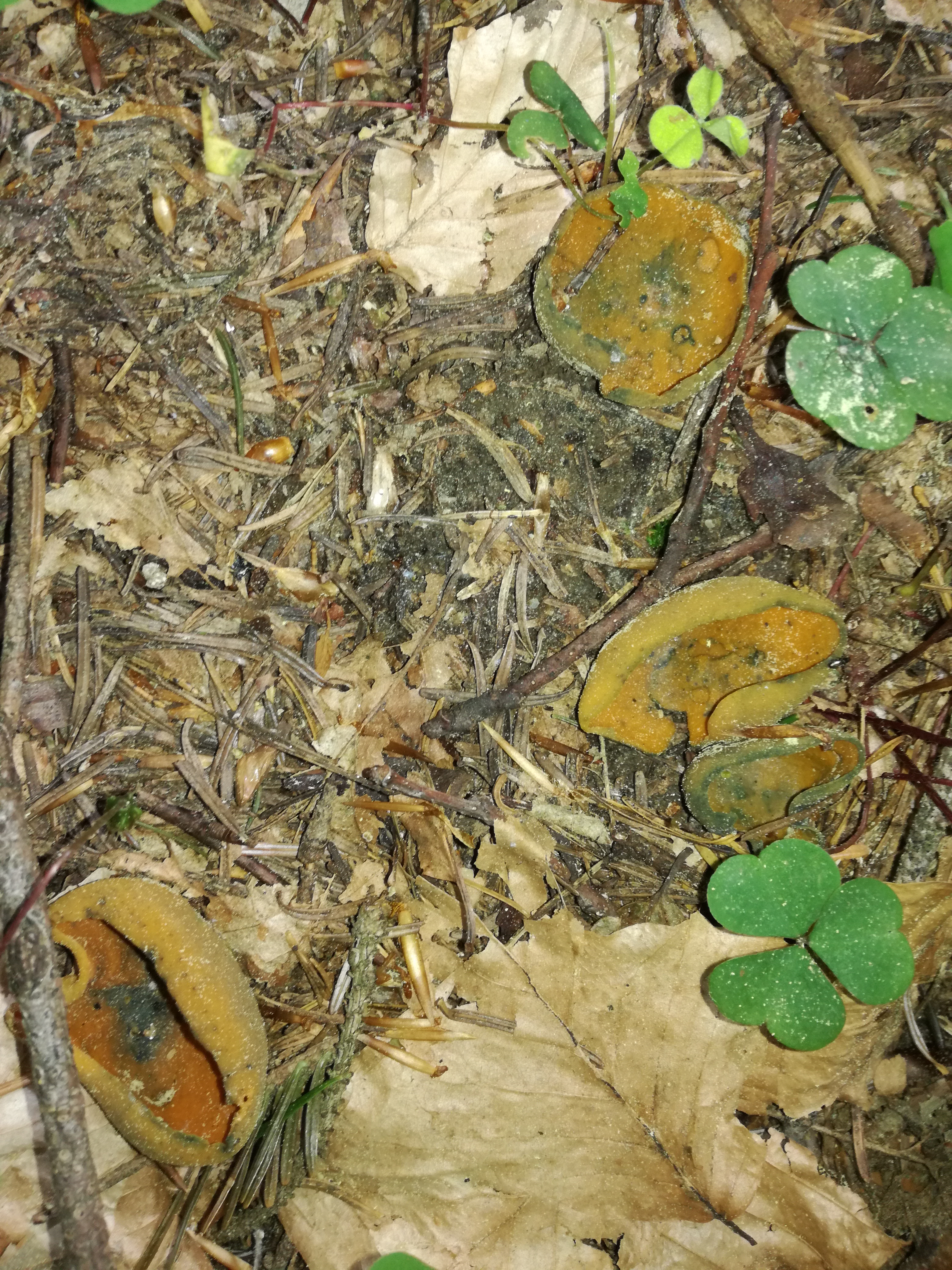 02052018231824 3555 art 2128 img 20180502 093446