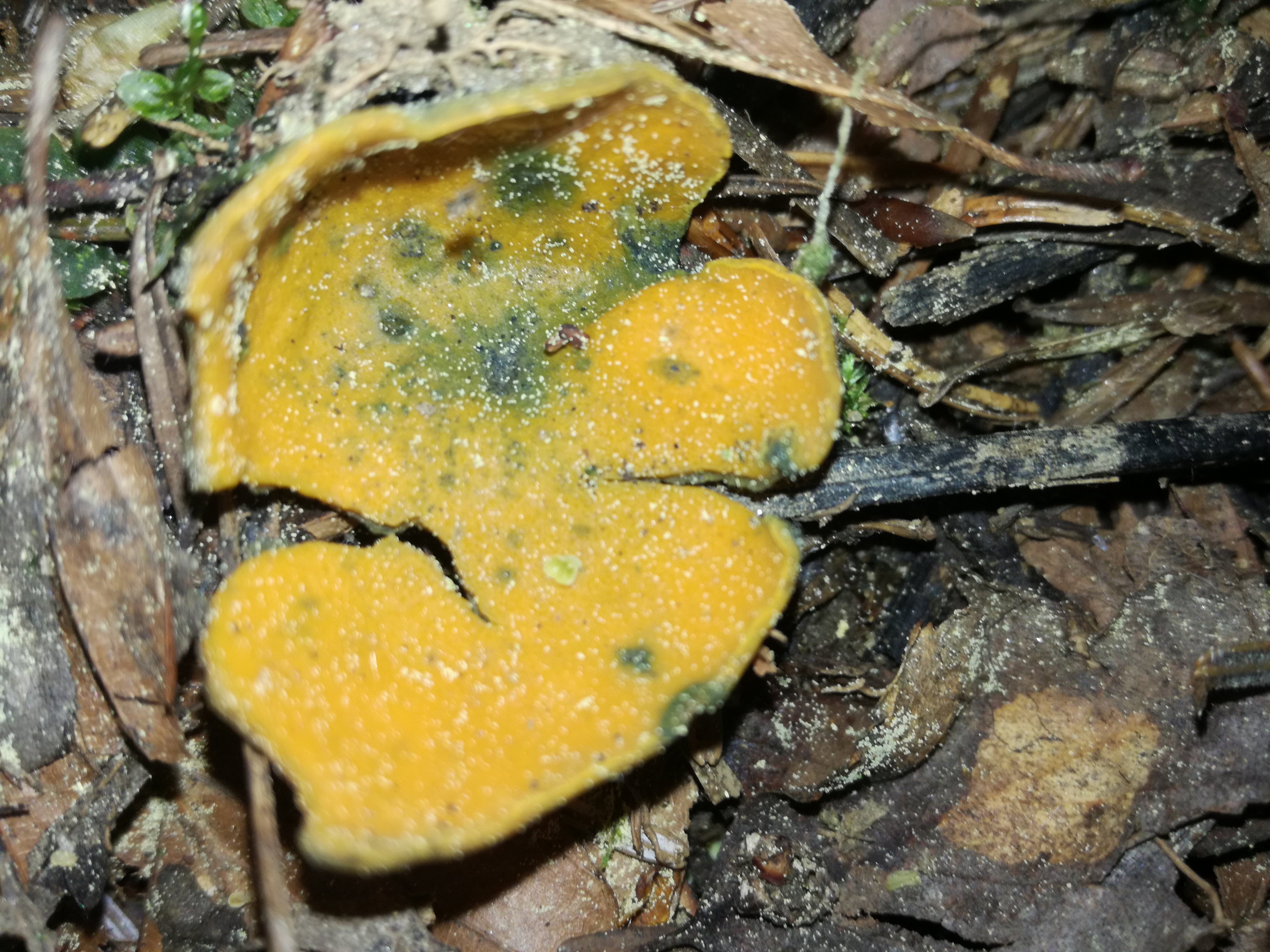 02052018231924 3556 art 2128 img 20180502 092255 2