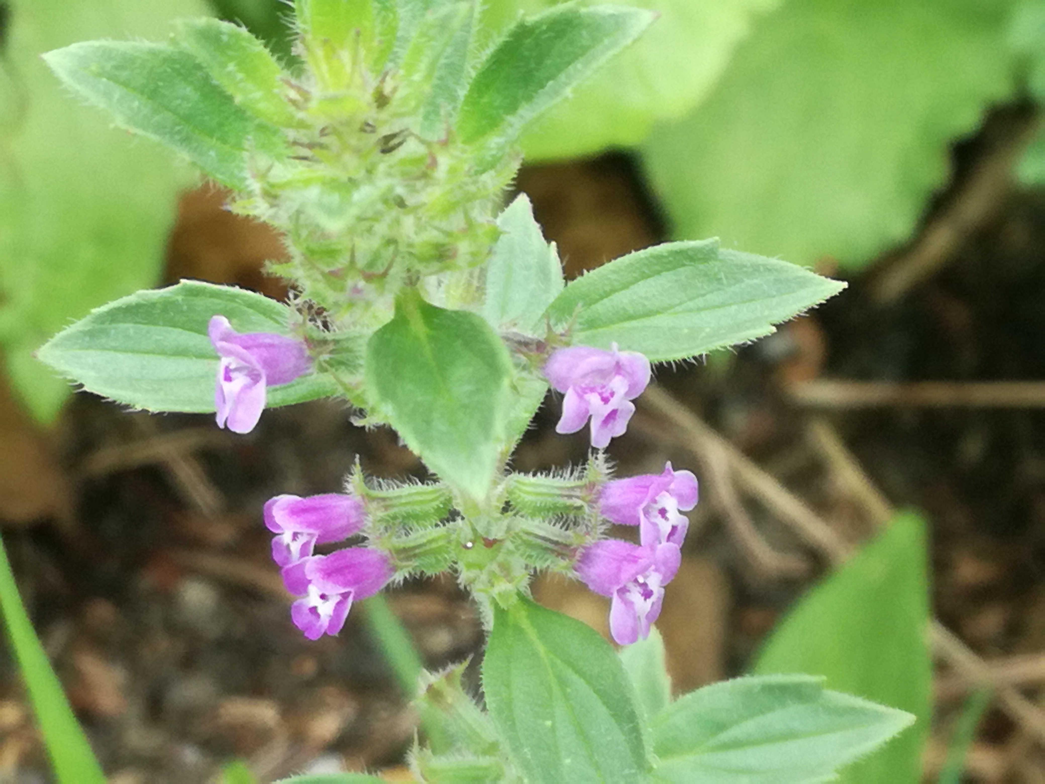 02072018001237 3781 art 2263 img 20180628 115428