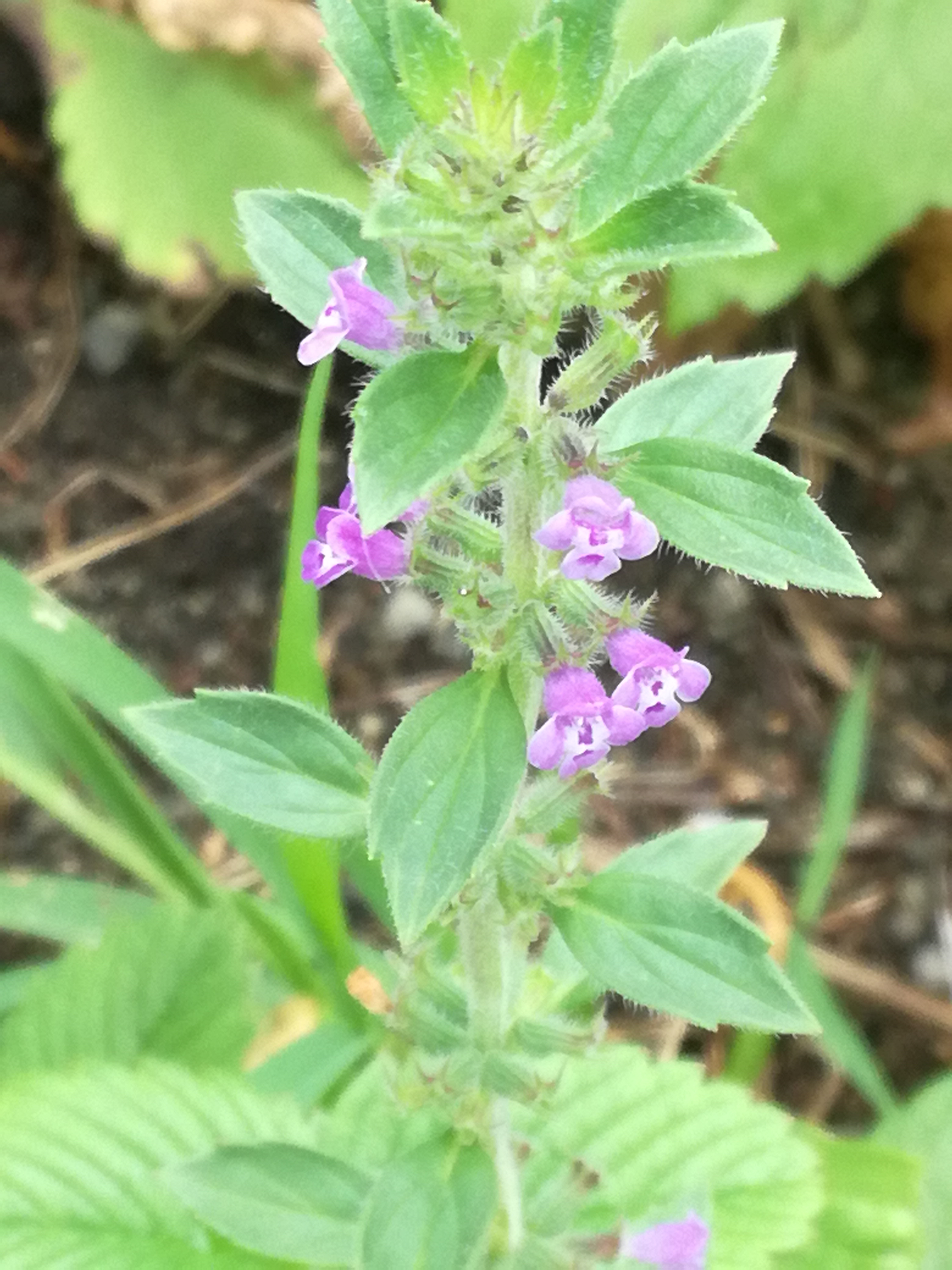 02072018001330 3782 art 2263 img 20180628 115431