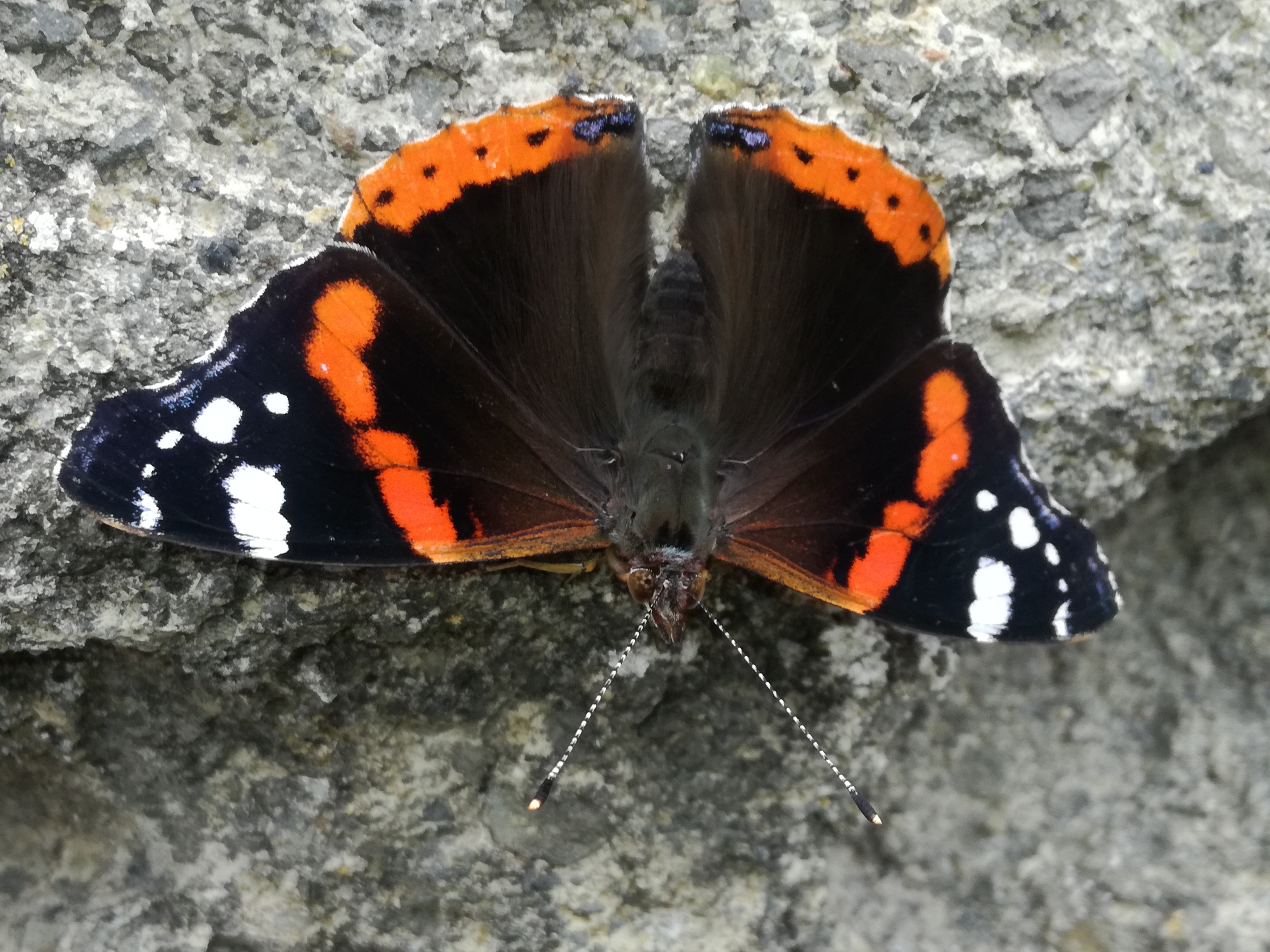 02072018002427 3783 art 2264 img 20180628 121131