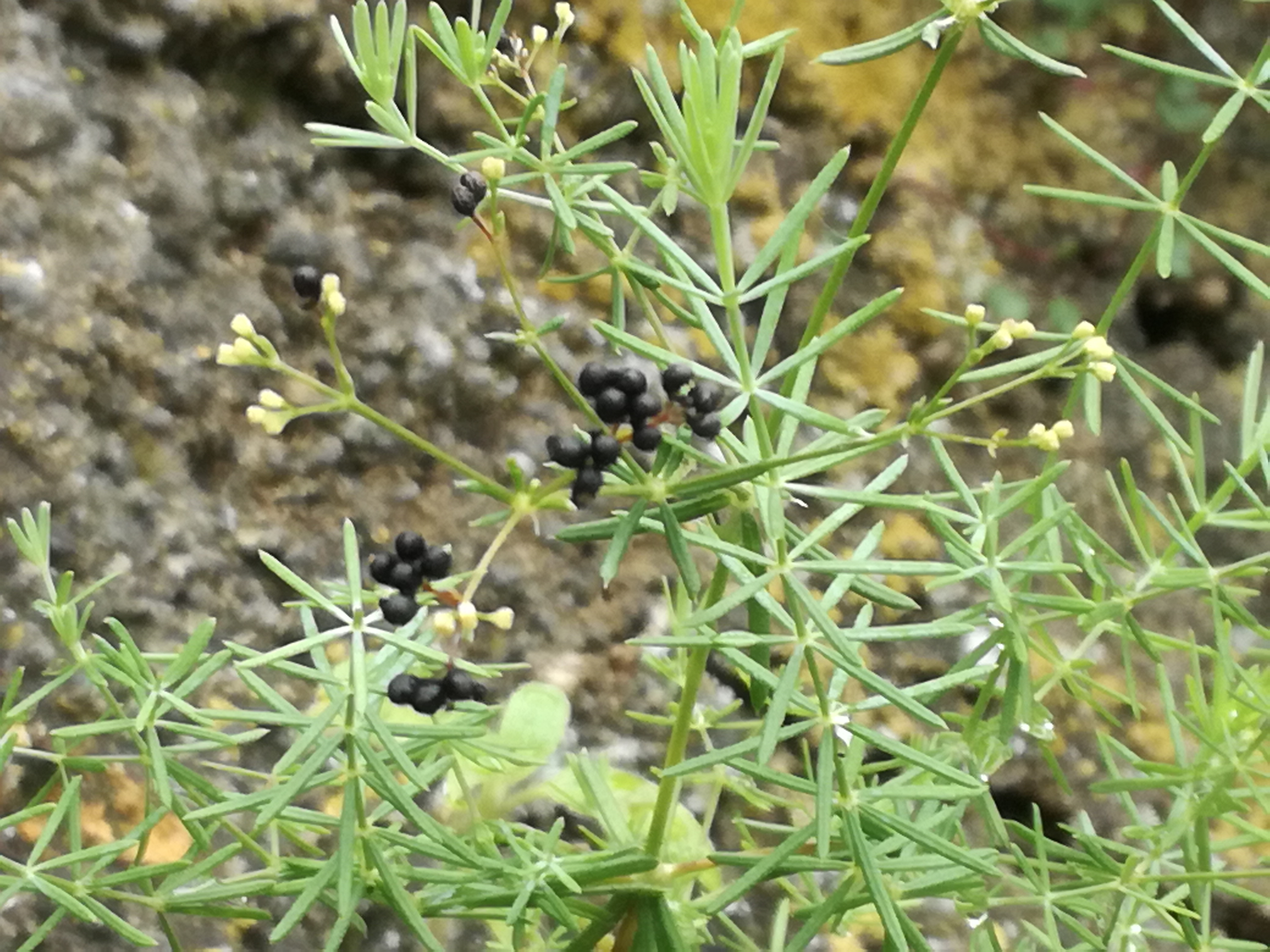 02072018002613 3784 art 1037 img 20180628 121433