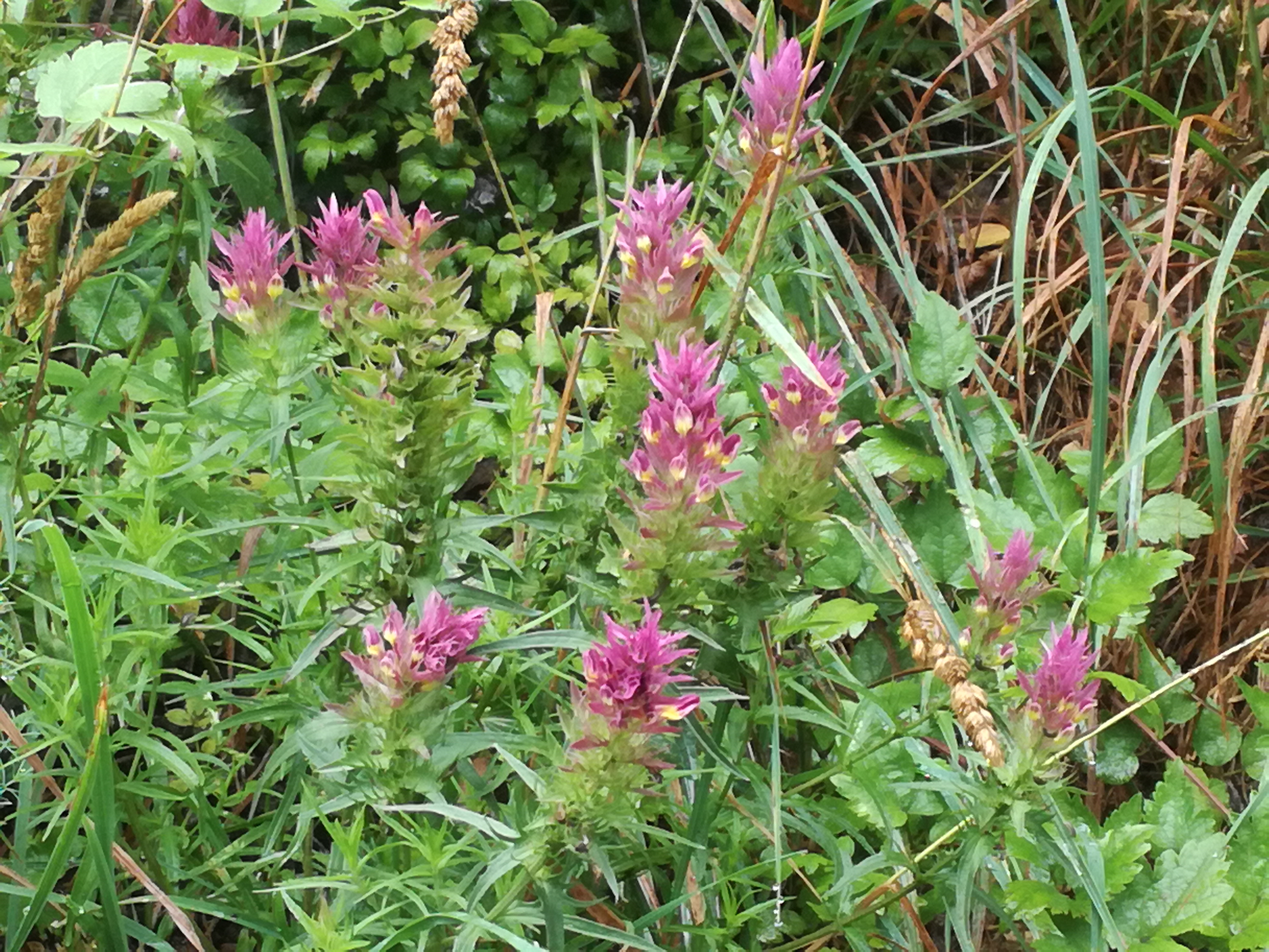 02072018003305 3785 art 2265 img 20180628 102839