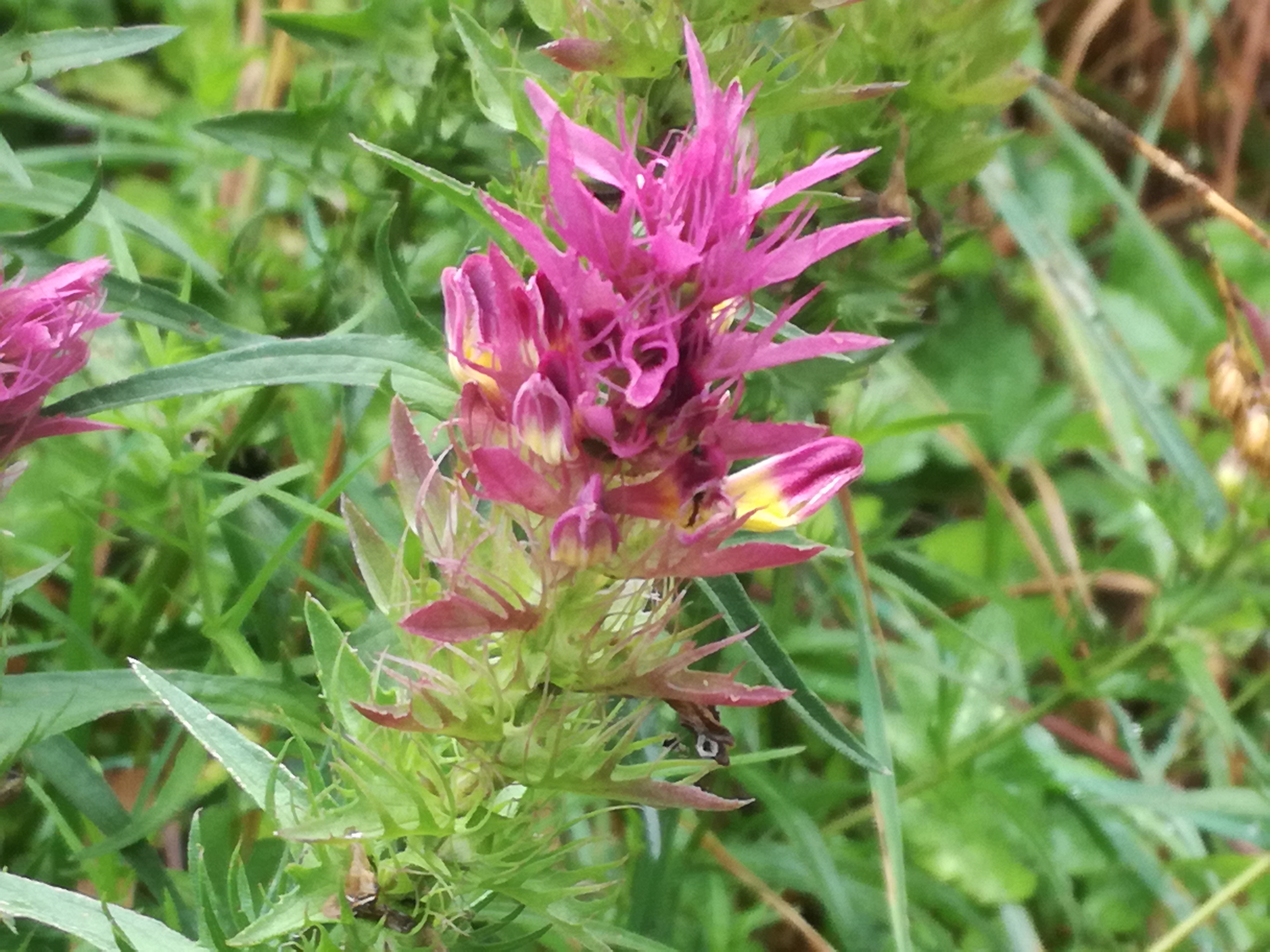 02072018003350 3786 art 2265 img 20180628 102847