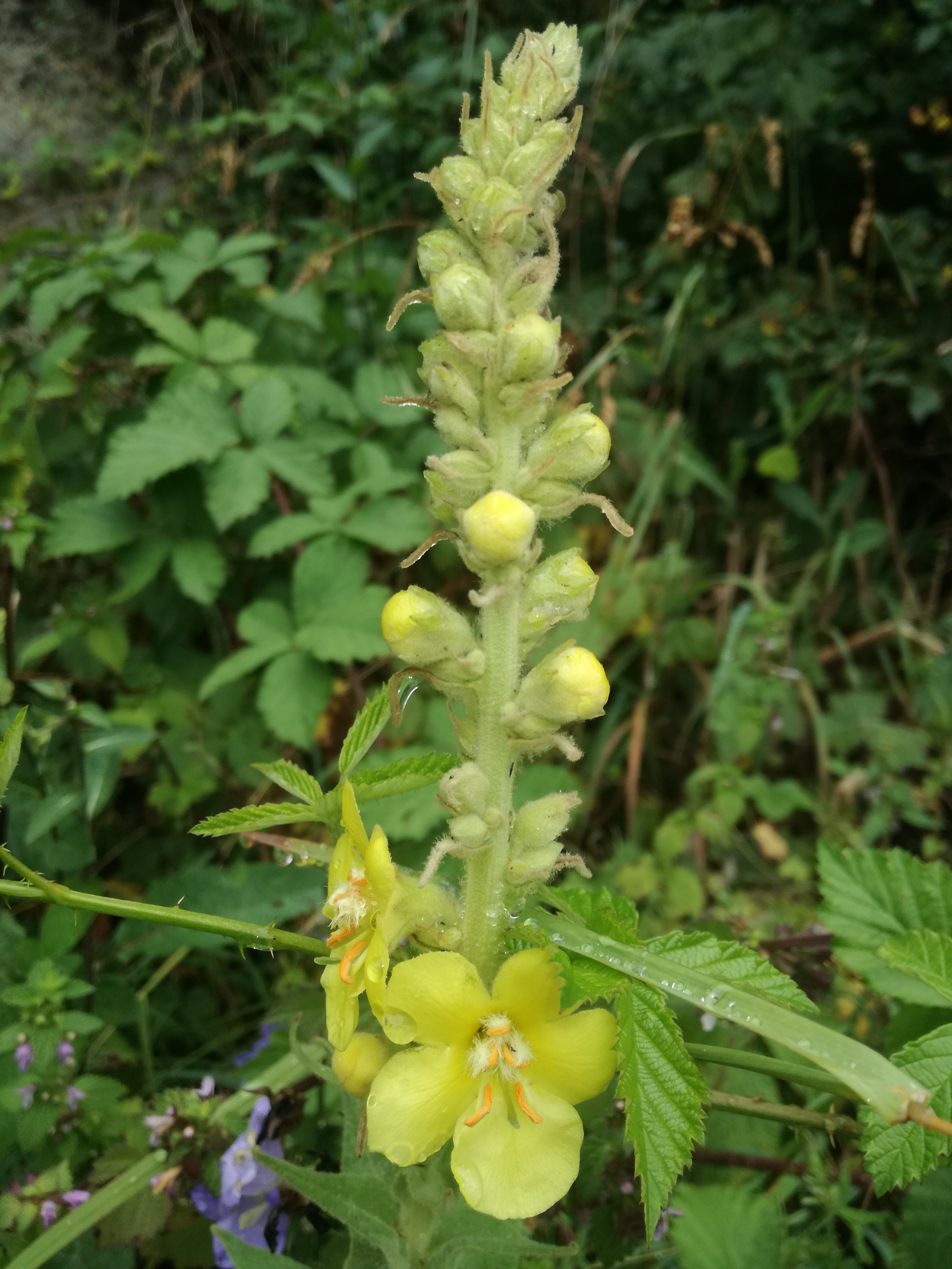 02072018100009 3787 art 2266 img 20180628 104035