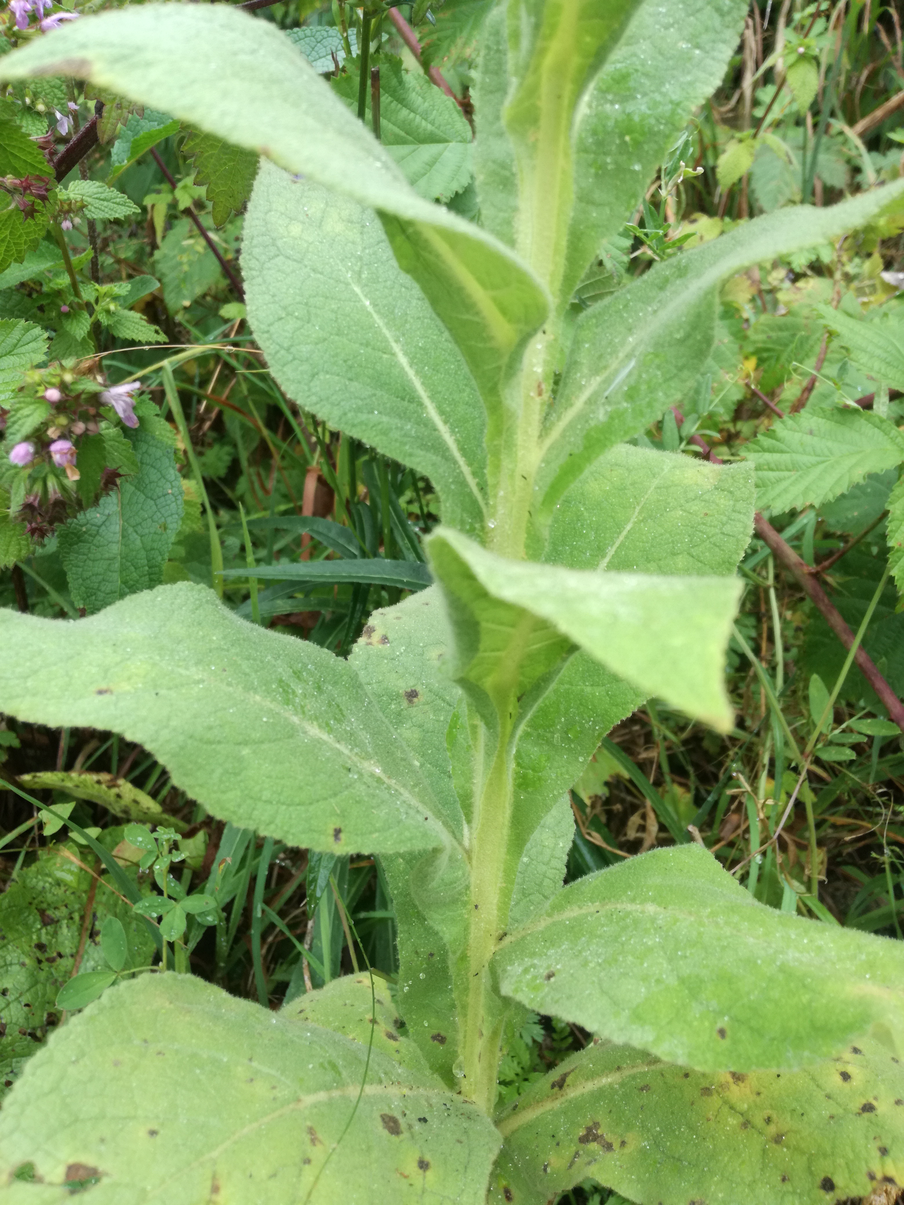 02072018100105 3788 art 2266 img 20180628 104042