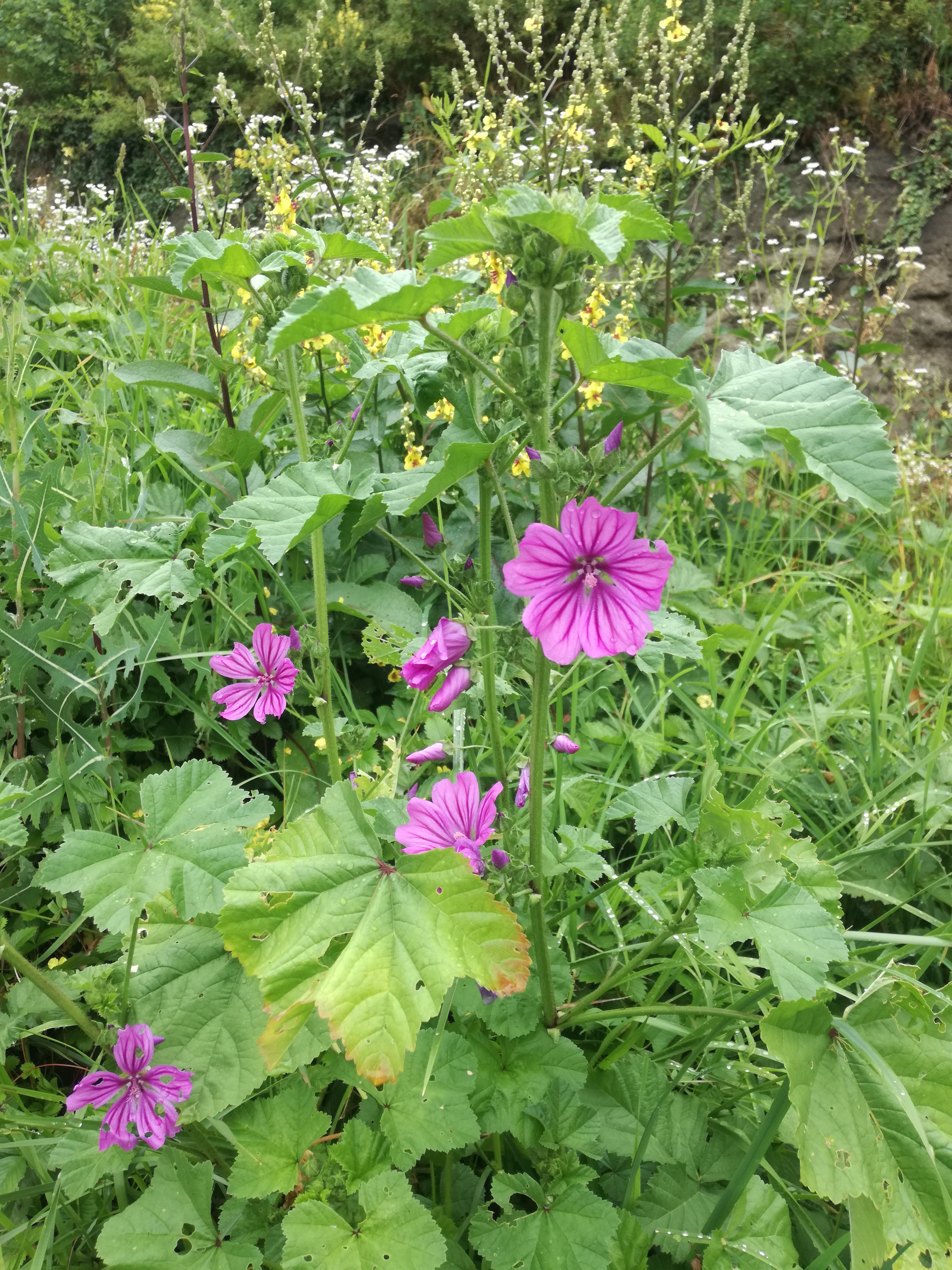 02072018100308 3790 art 1547 img 20180628 104331