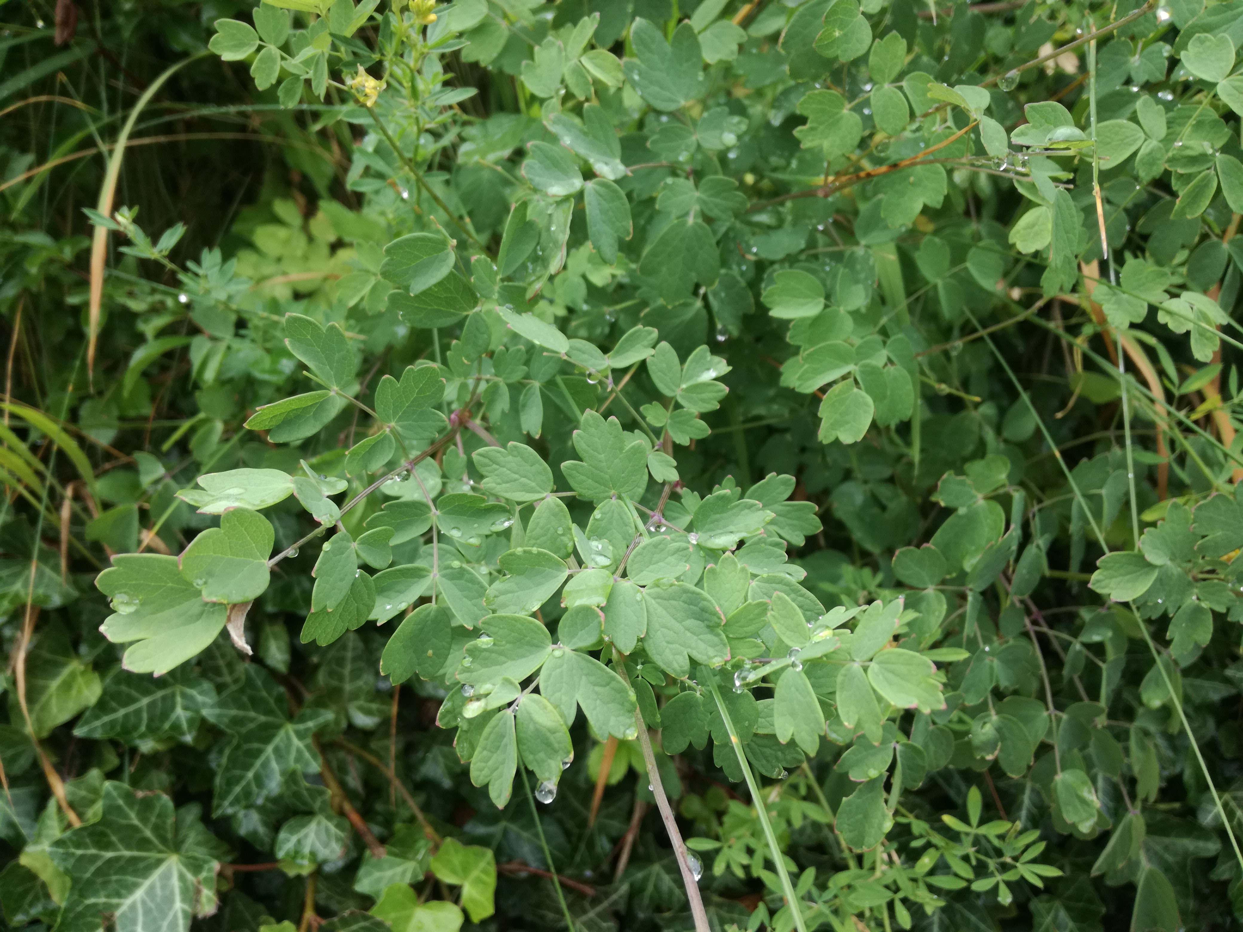 02072018101114 3791 art 2267 img 20180628 104748