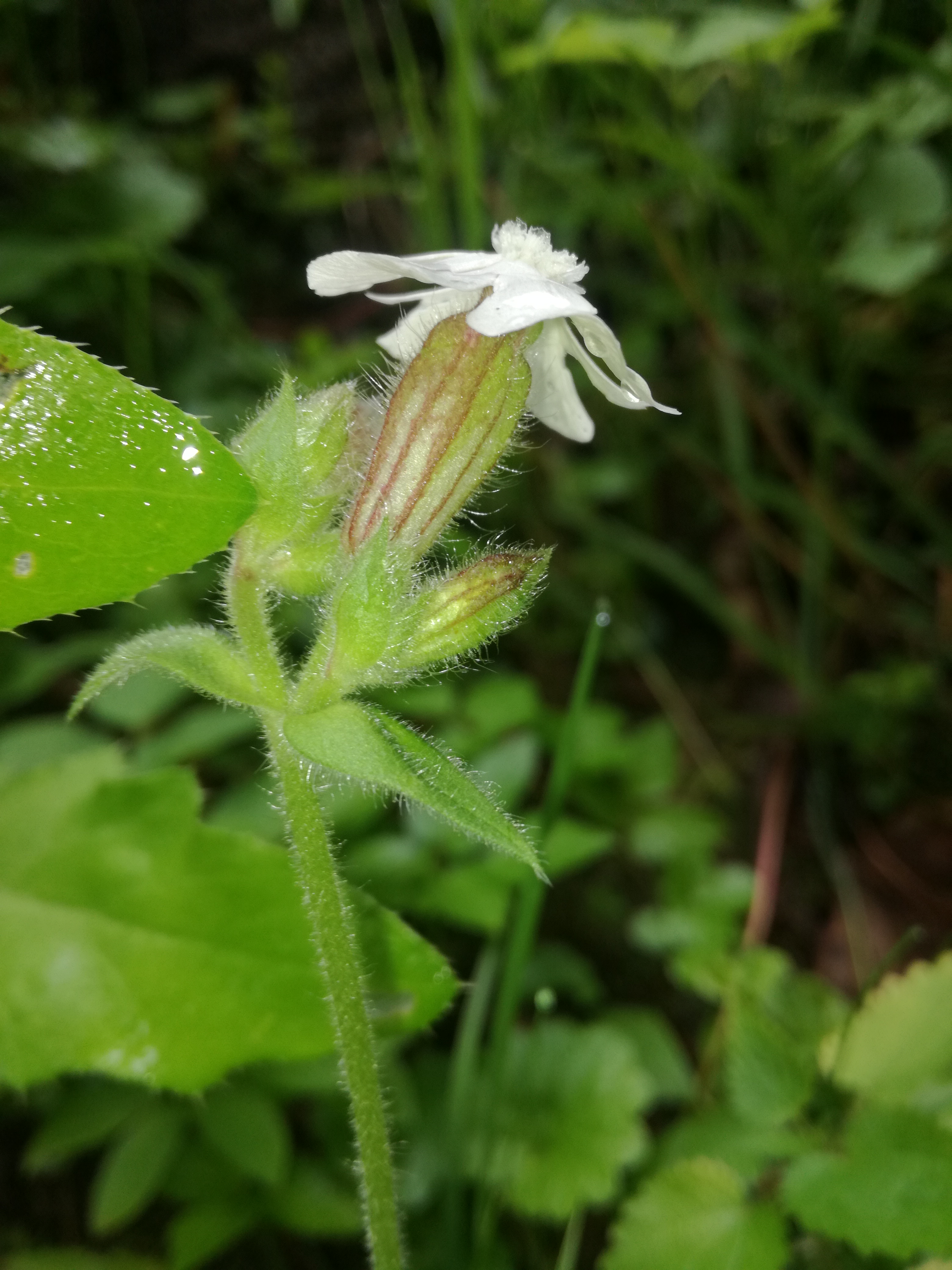 02072018102721 3793 art 1769 img 20180628 110611