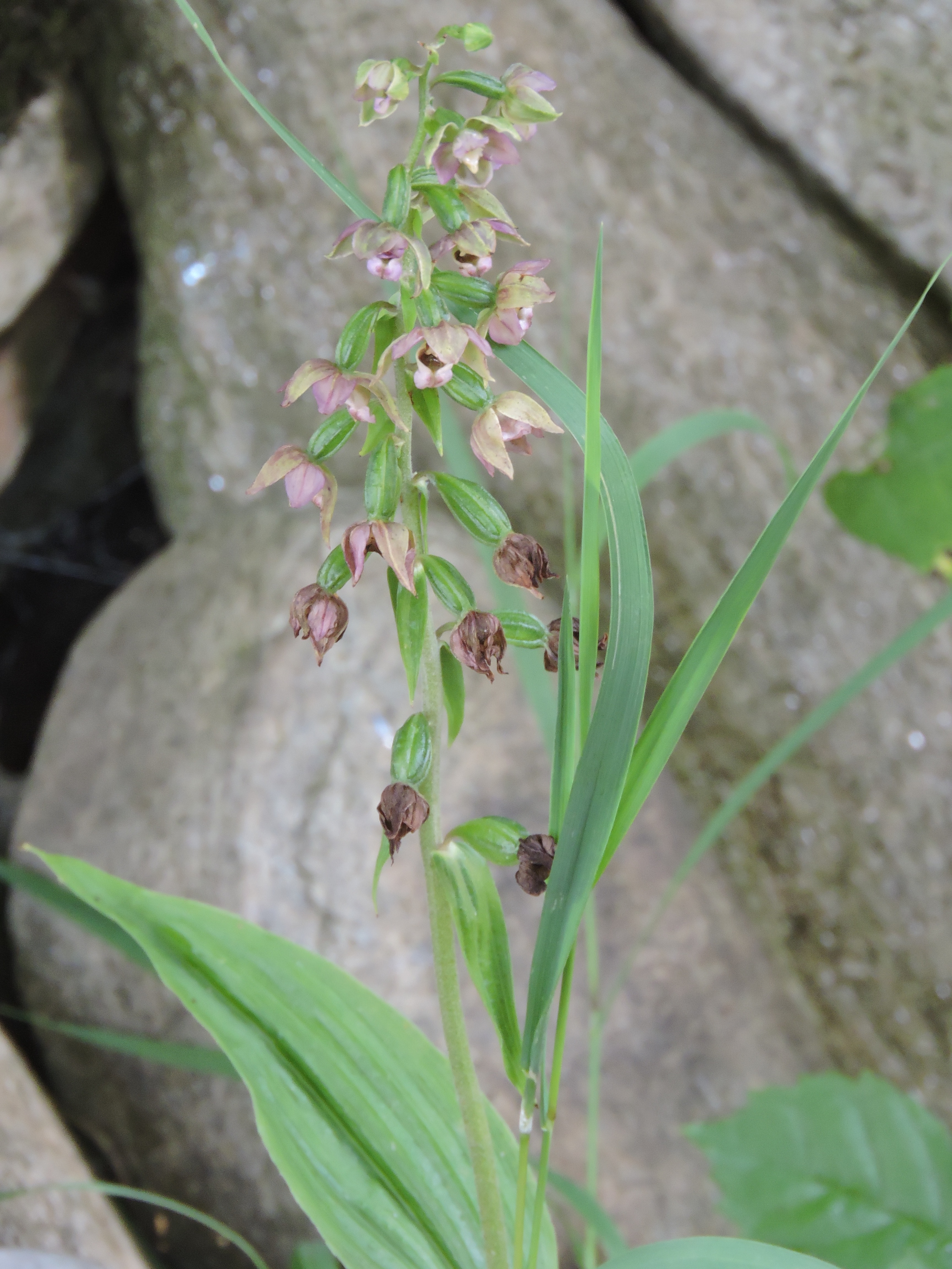 02072018105603 3795 art 2269 epipactis helleborine mureck 18 06 17