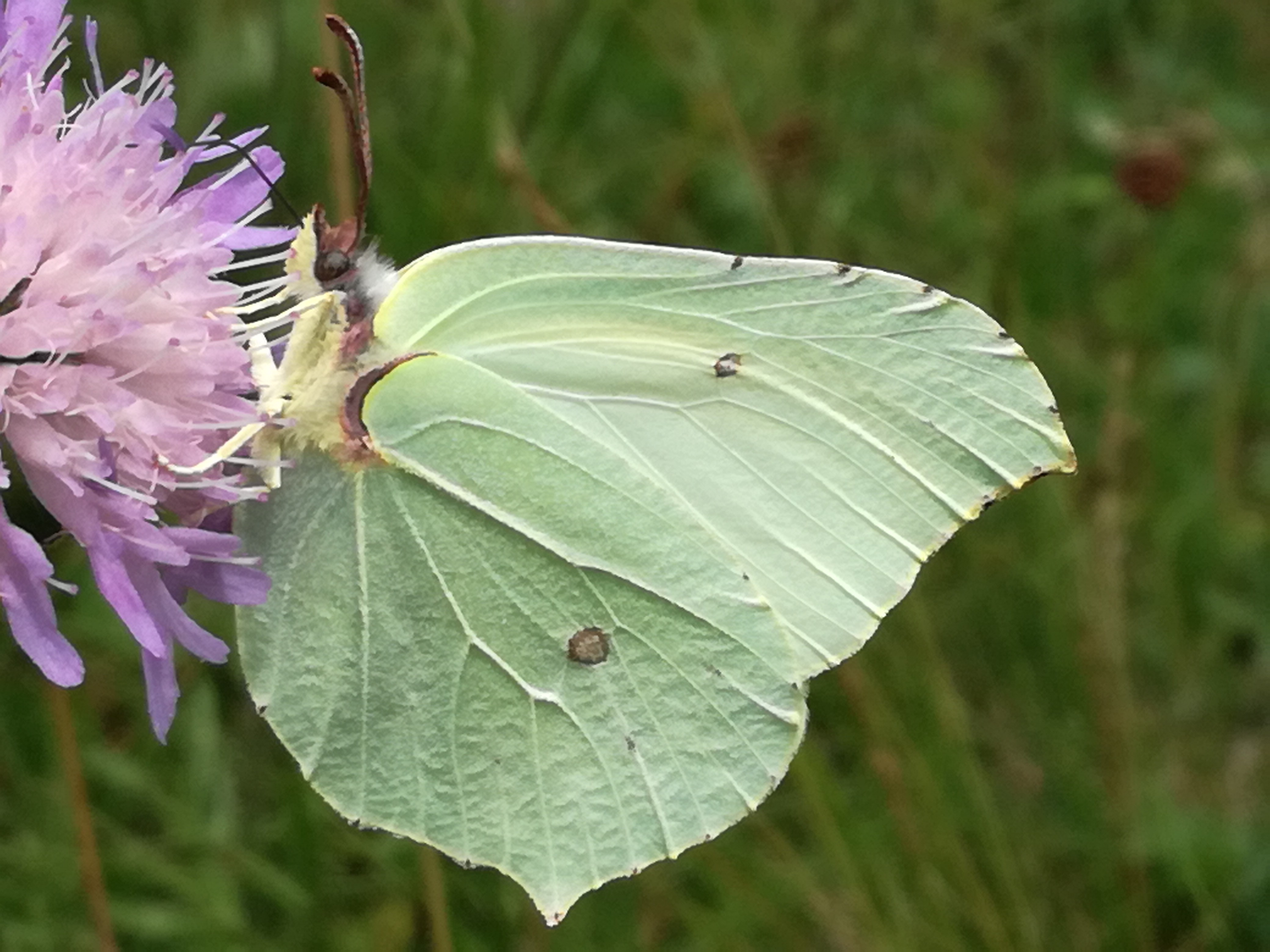 02082017174252 2995 art 1818 img 20170615 115322