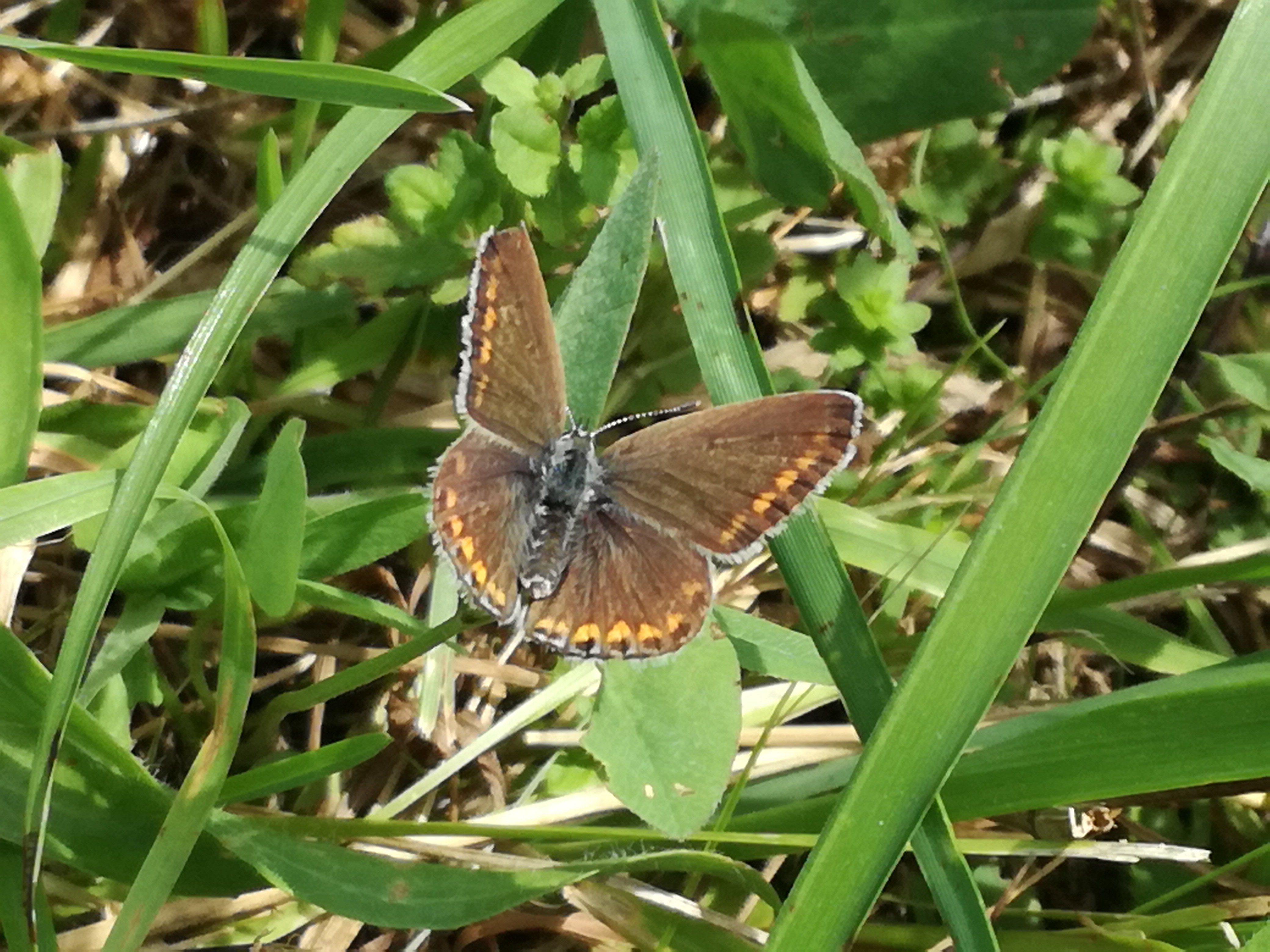 02082017175926 2996 art 1217 img 20170630 104246