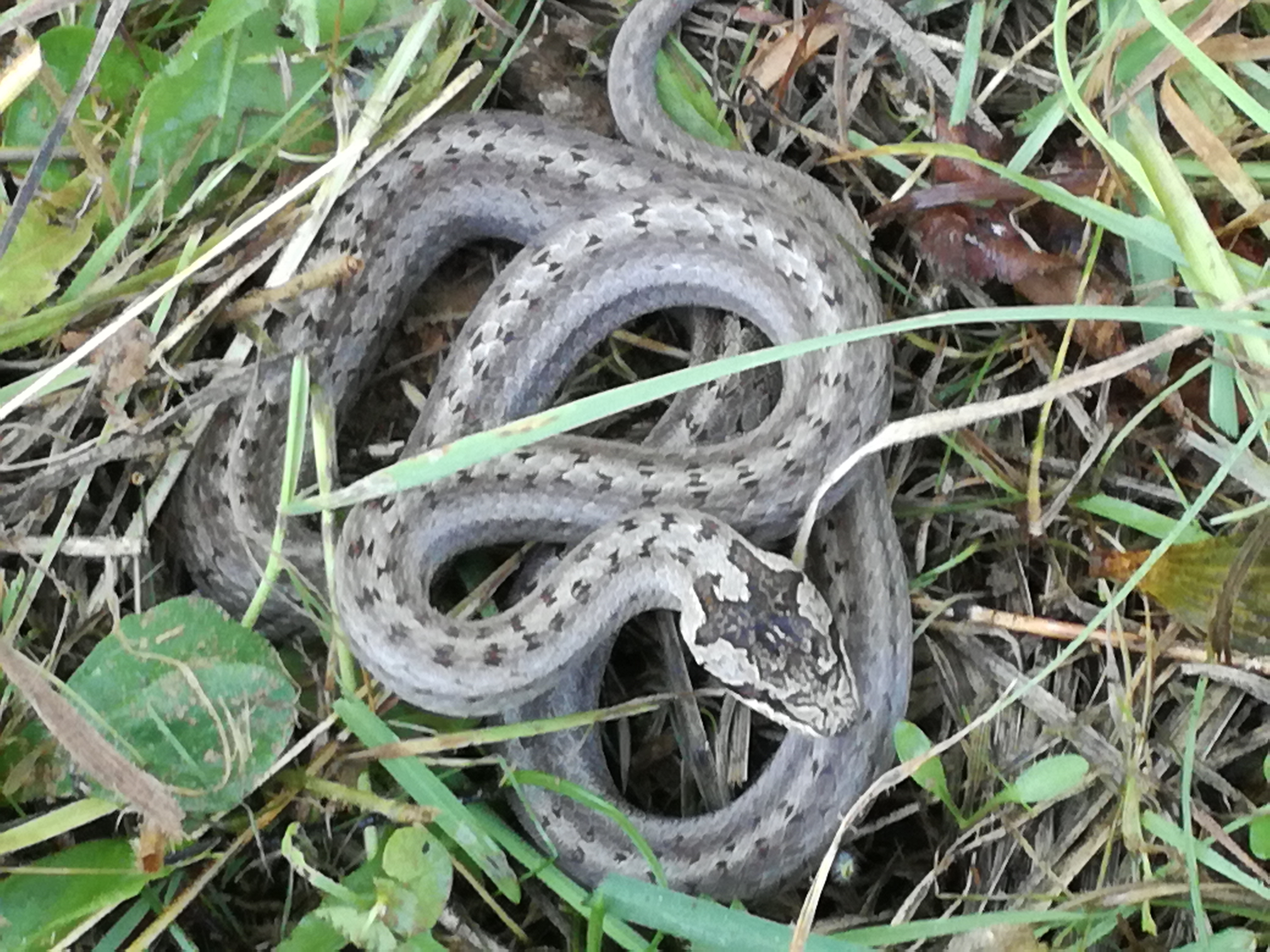 02082017180844 2997 art 934 img 20170707 115427