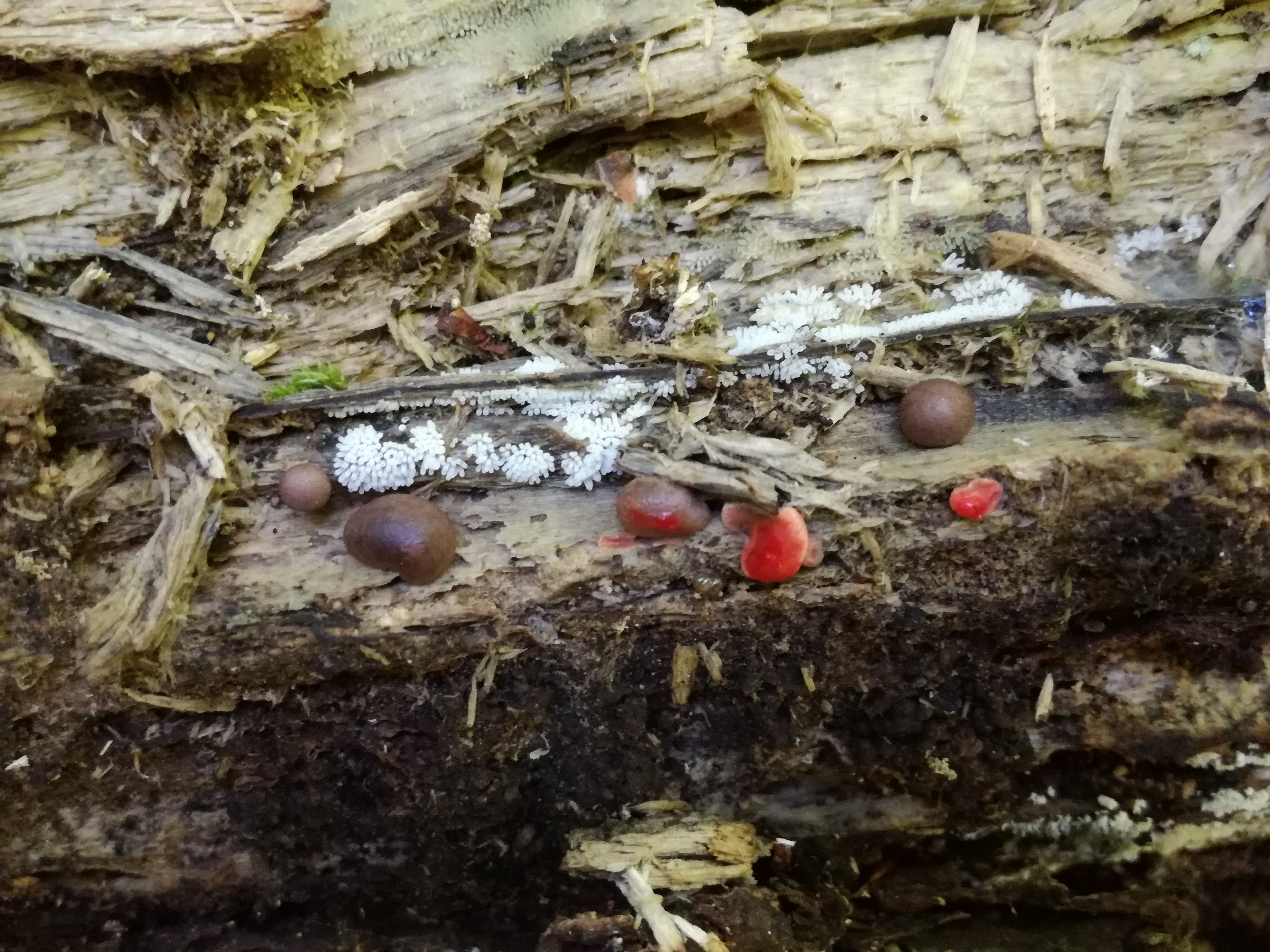 02082017190338 2998 art 1819 img 20170705 113706 2