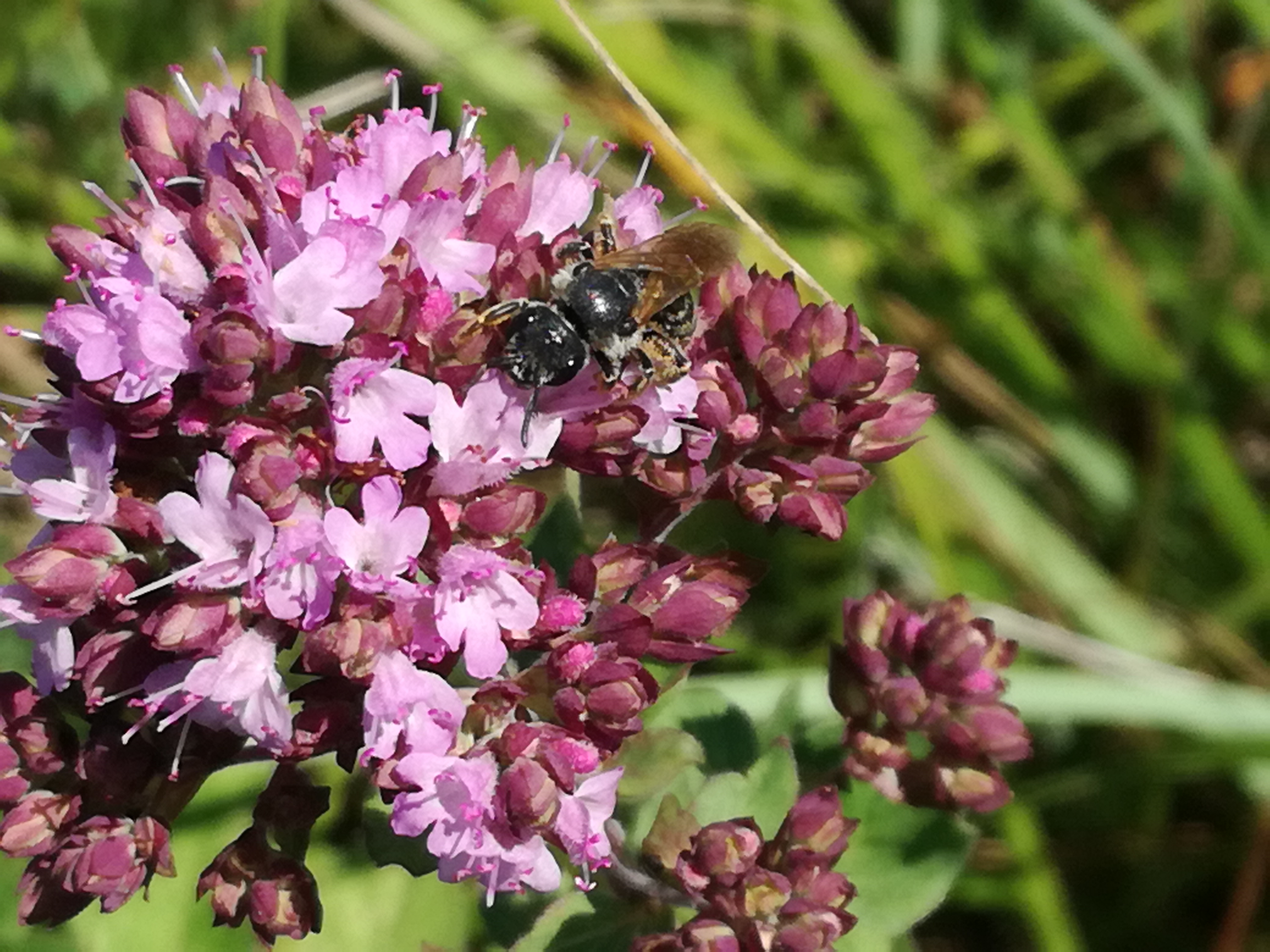 02082017190726 2999 art 467 img 20170716 120612 1