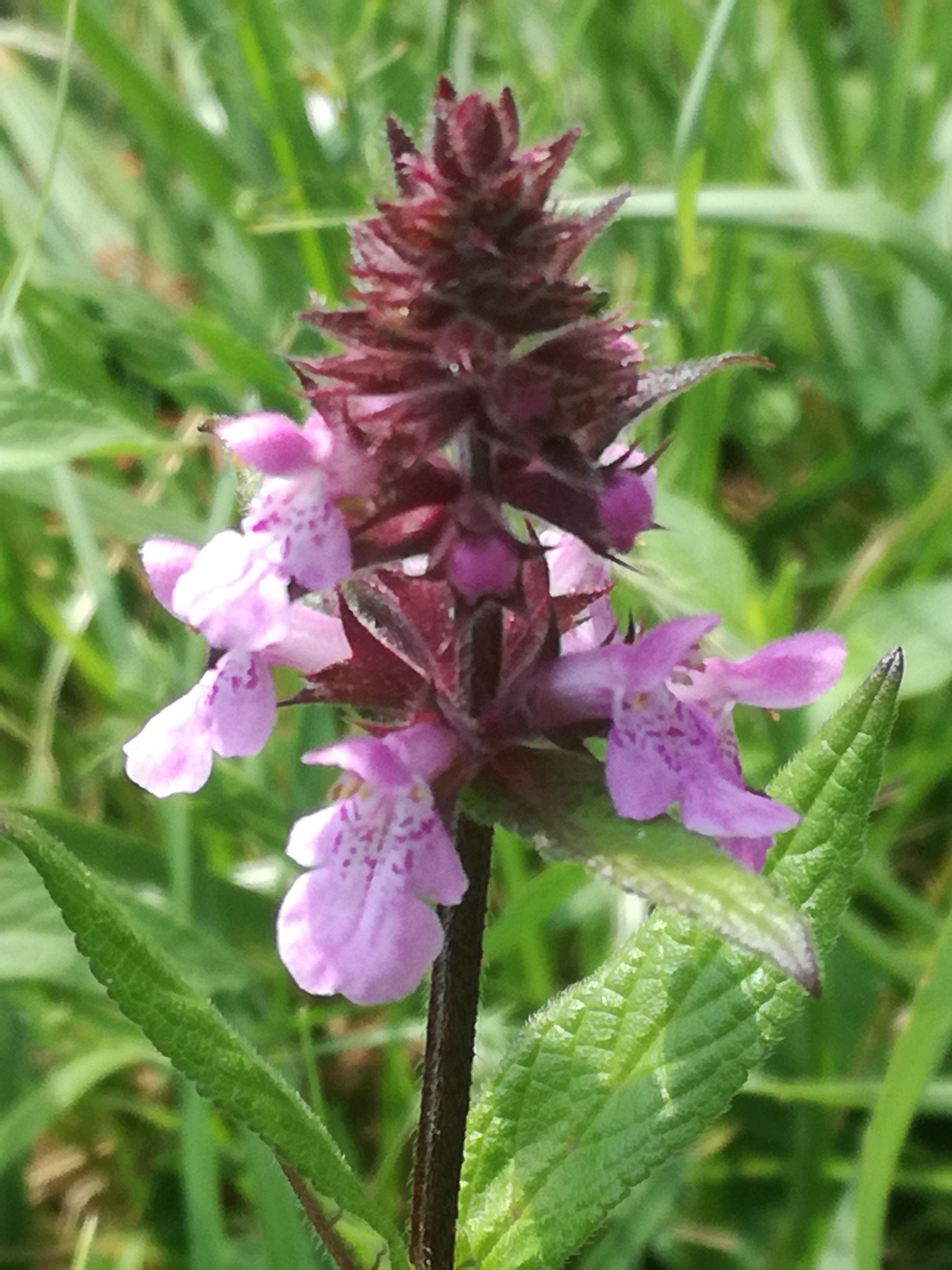 02082017194141 3000 art 1820 img 20170716 112304