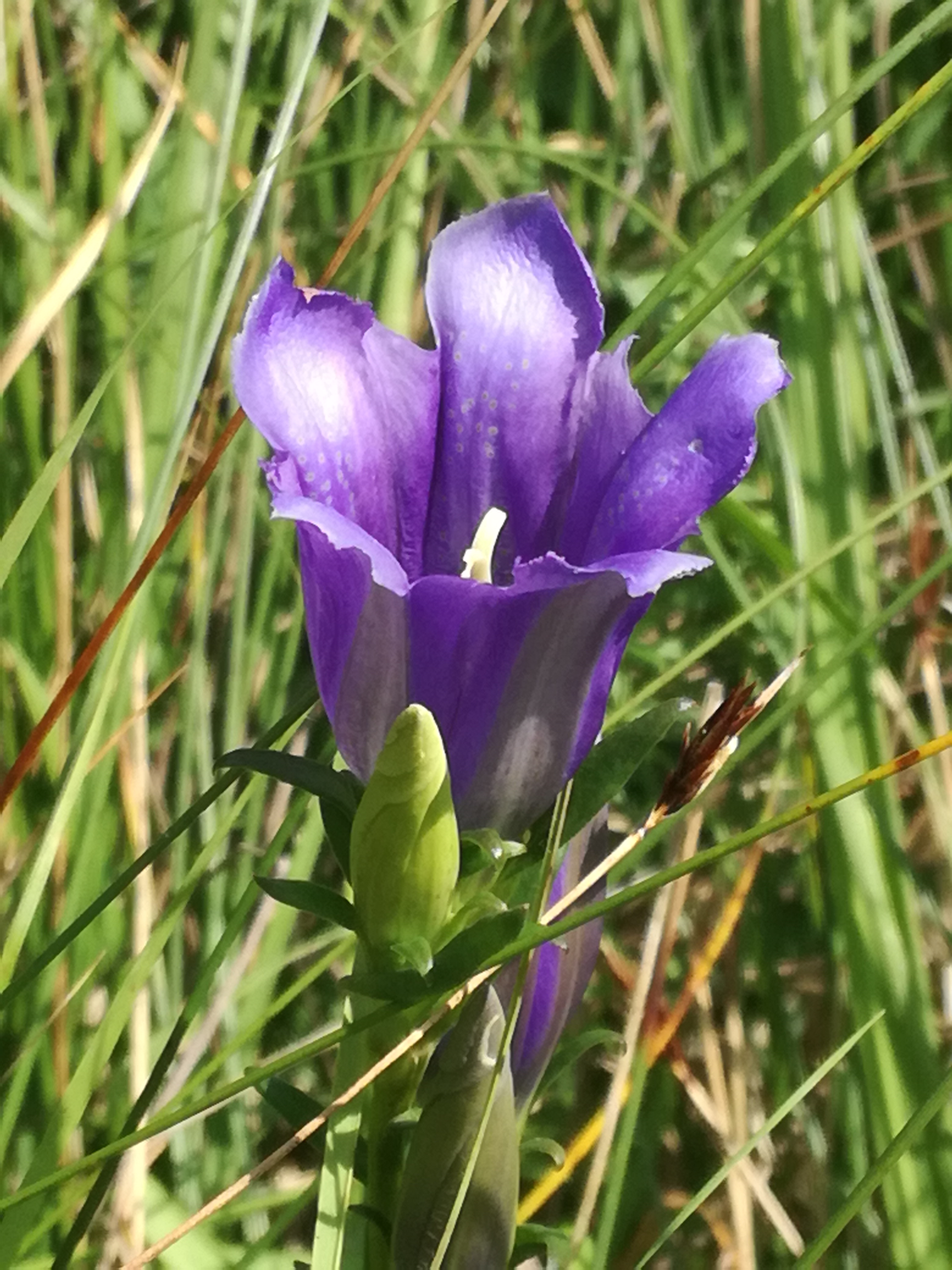 02082017200724 3001 art 1377 img 20170723 124328