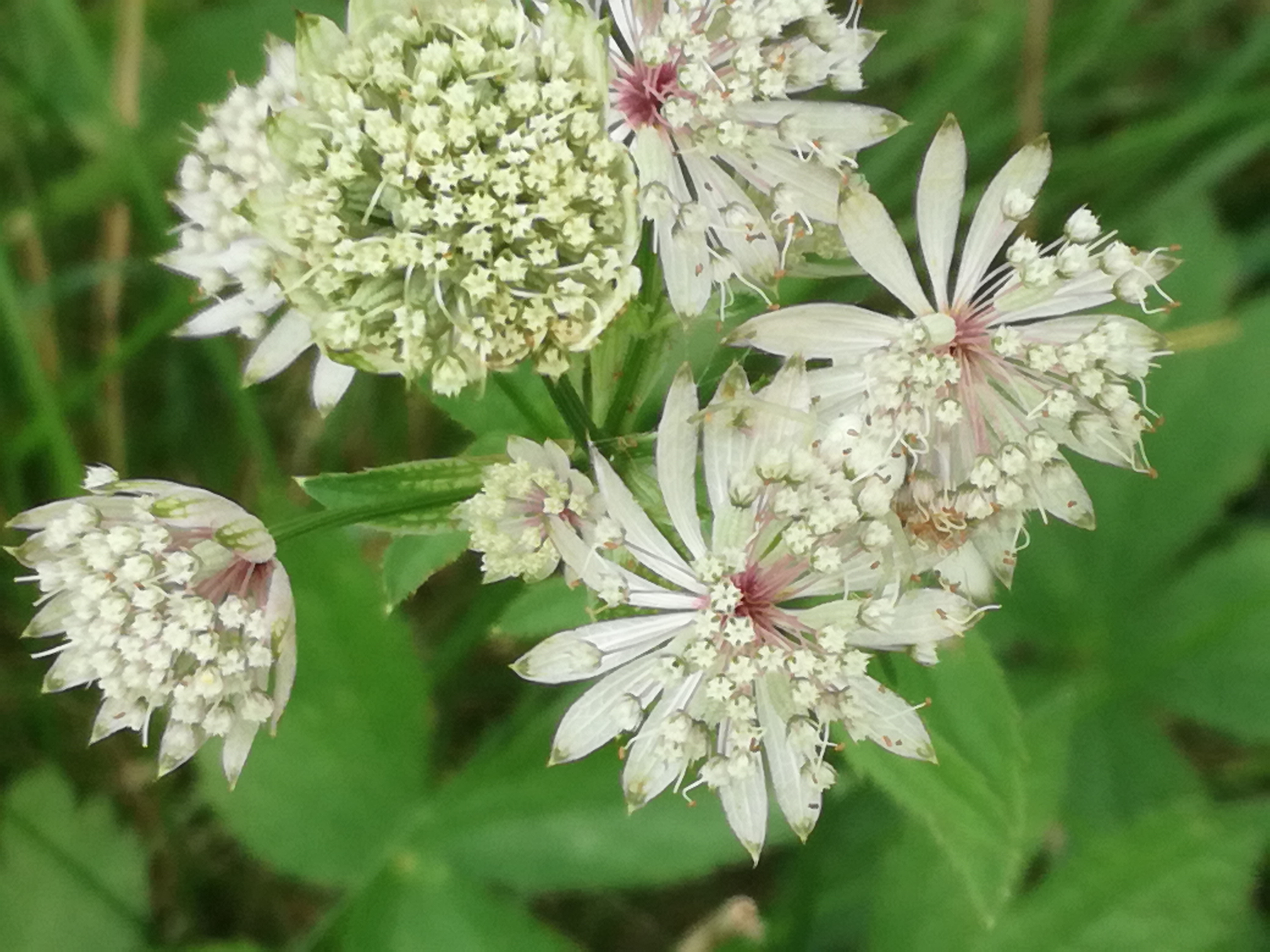 02082017201011 3002 art 1440 img 20170723 122405