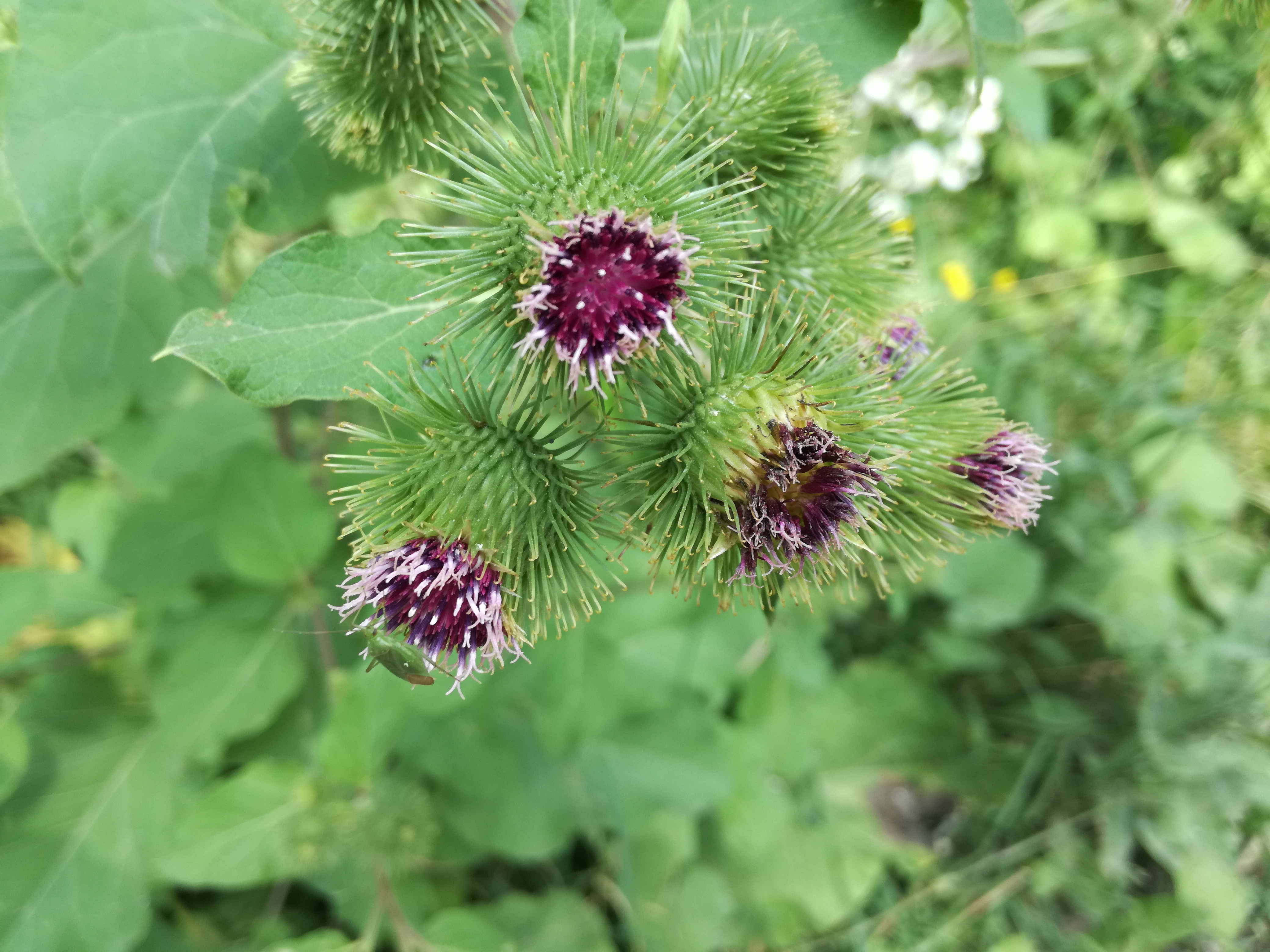 02082017203102 3003 art 1821 img 20170723 123727