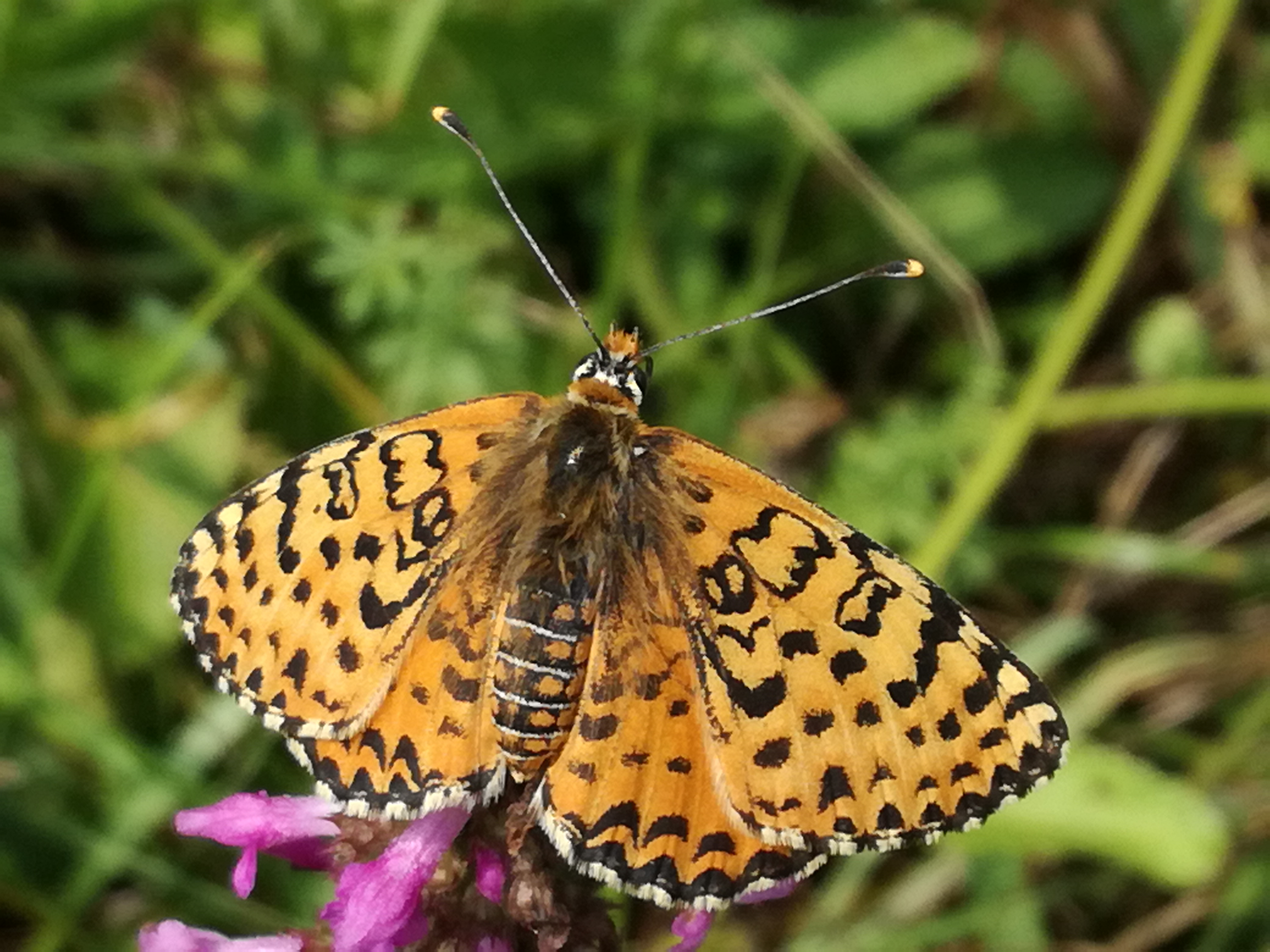 02082017203906 3004 art 841 img 20170724 145020