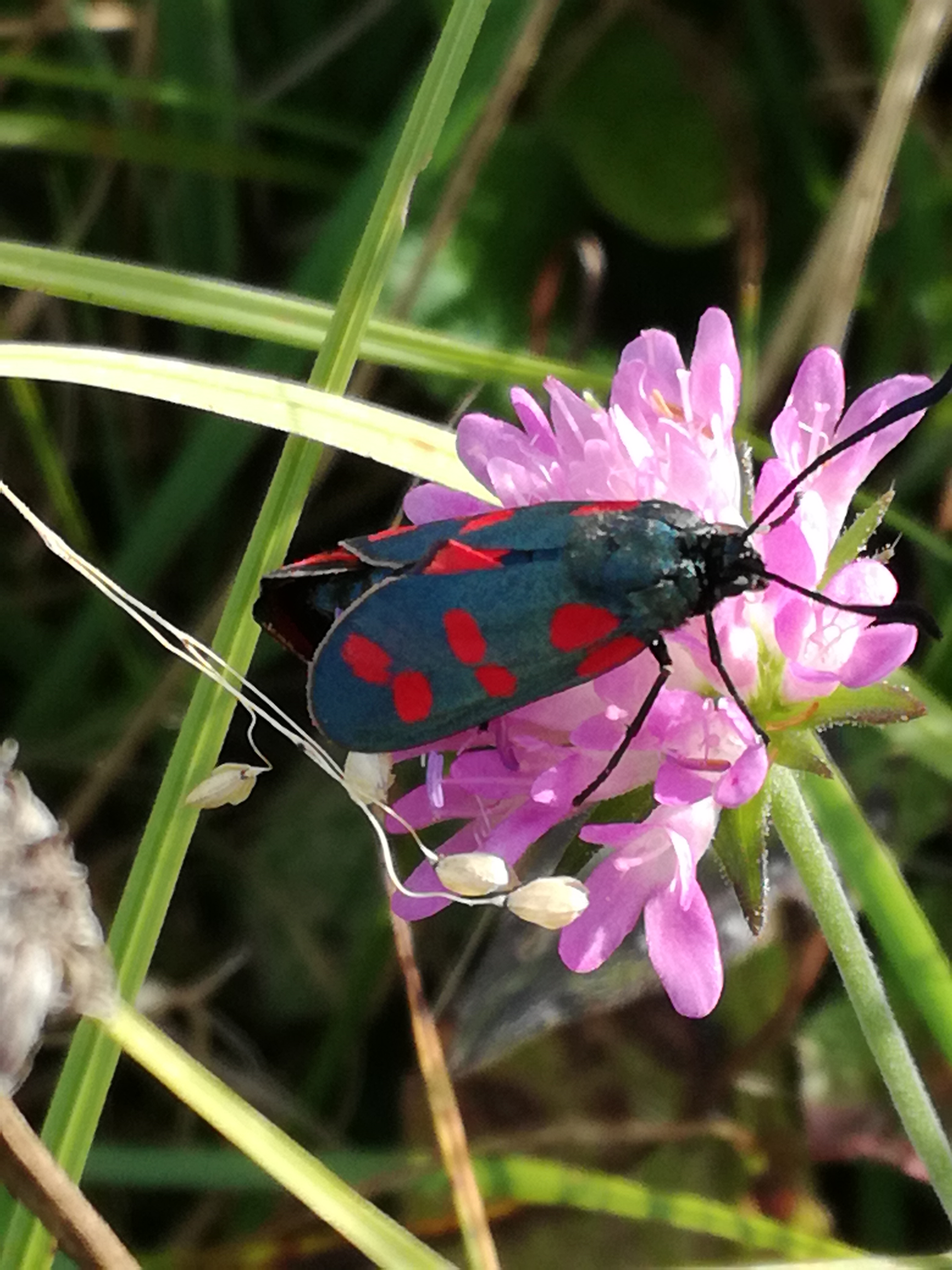 02082017204127 3005 art 675 img 20170726 174127