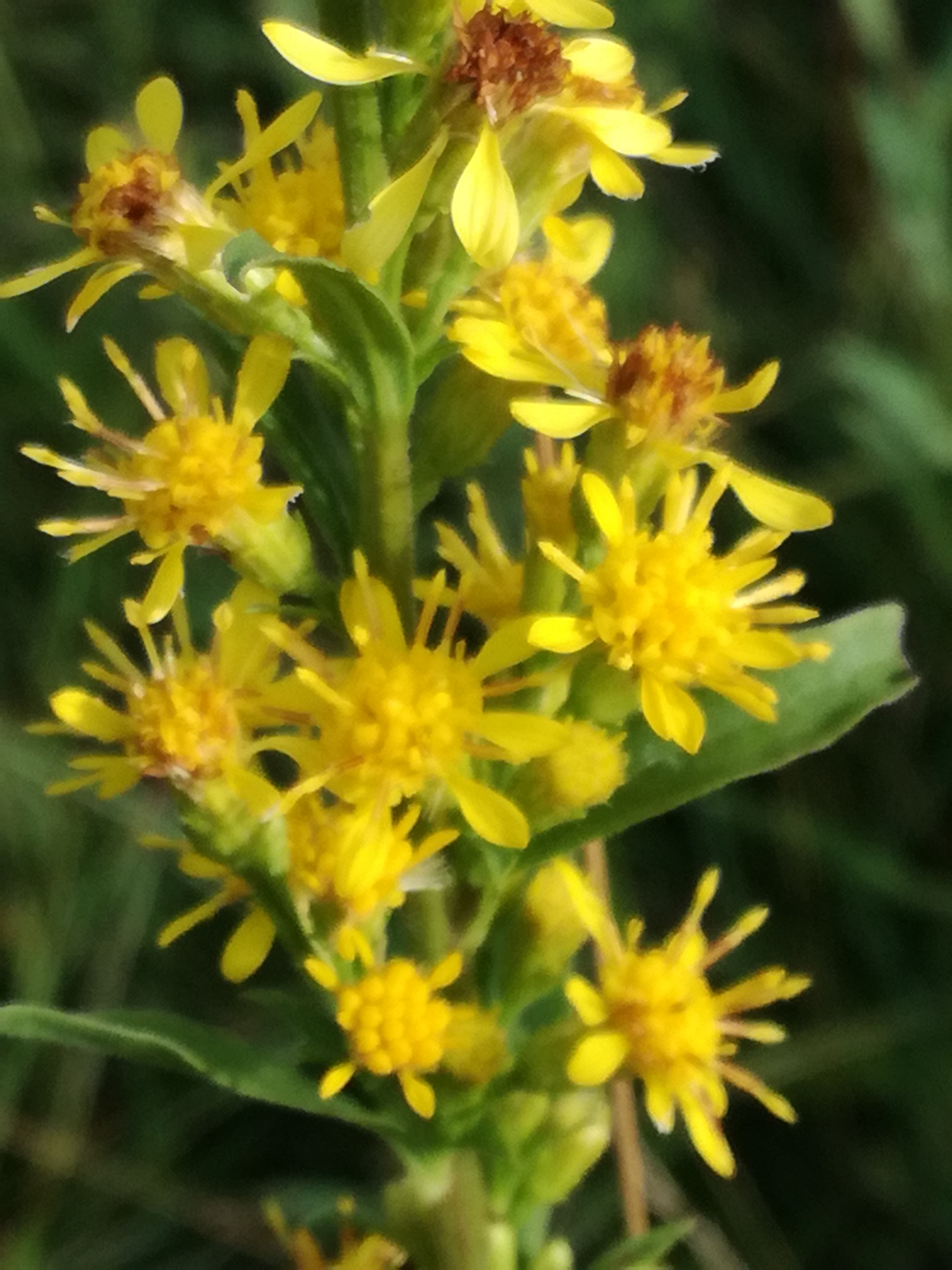 02082017204439 3006 art 470 img 20170726 174555