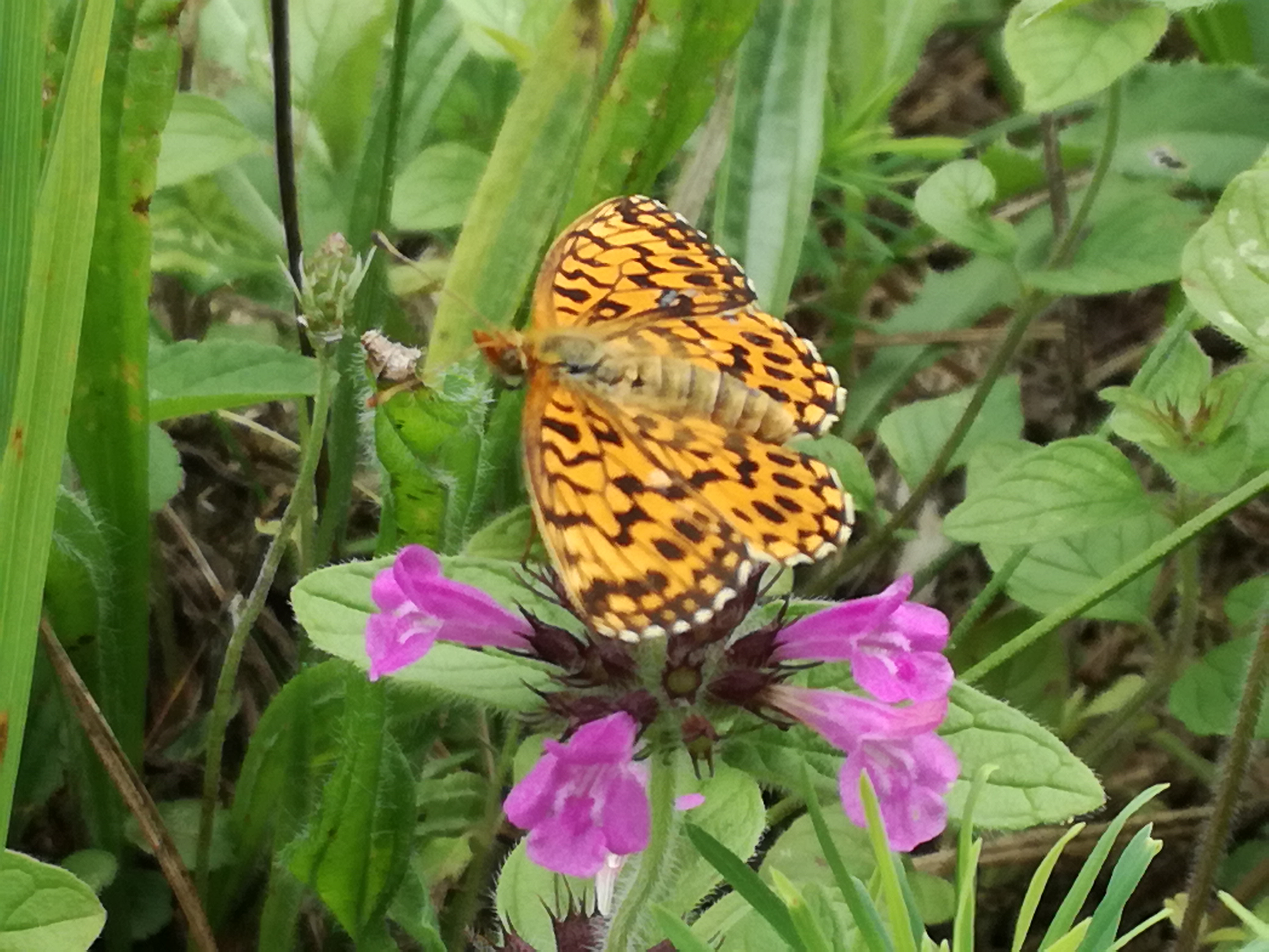 02082017205643 3007 art 1241 img 20170727 132435