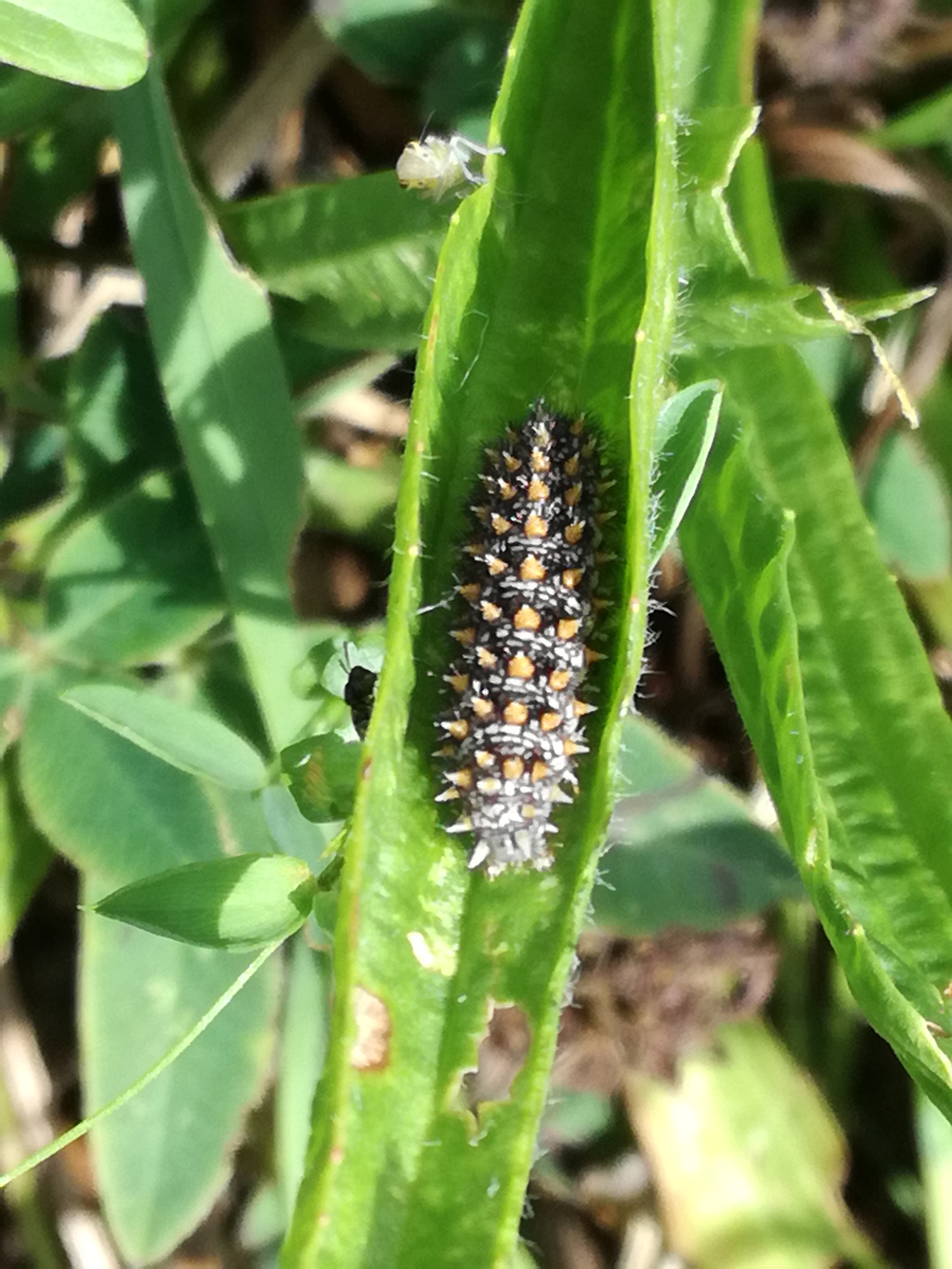 02082017205934 3008 art 856 img 20170727 151733