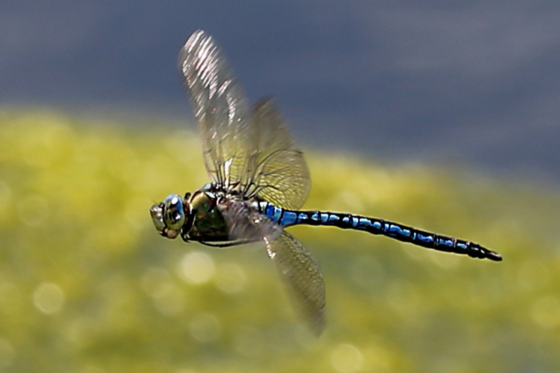 02092013000642 1822 art 949 anax imperator grose konigslibelle nord 8.2
