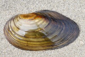 02092013000802 1823 art 1114 anodonta cygnea grose teichmuschel1.1